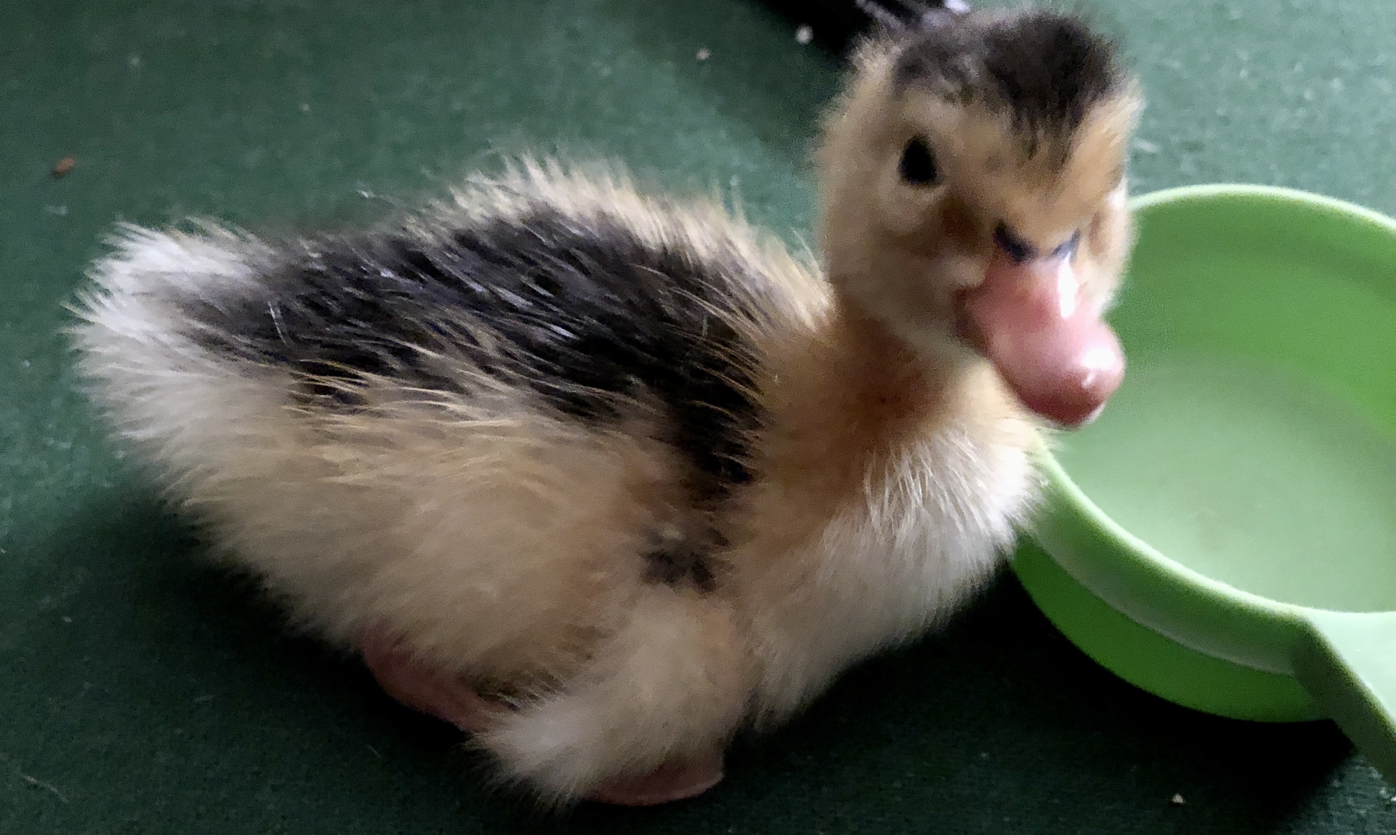 magpie, waterfowl, poultry pages