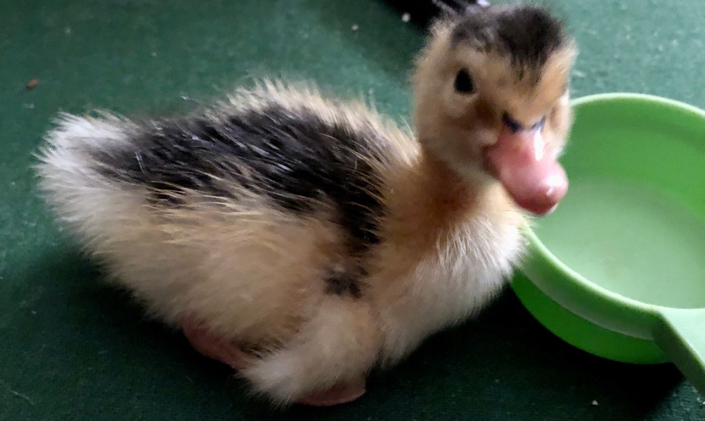 magpie, waterfowl, poultry pages