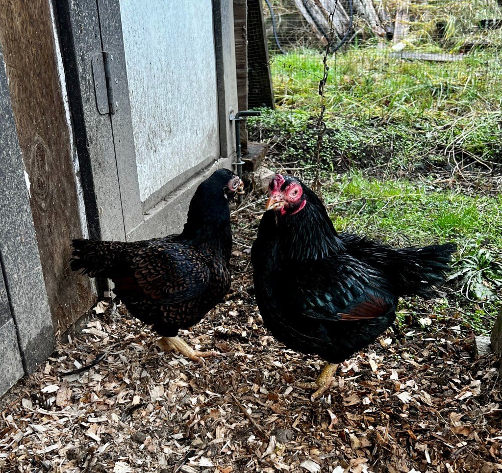 cornish, bantam chicken, poultry pages