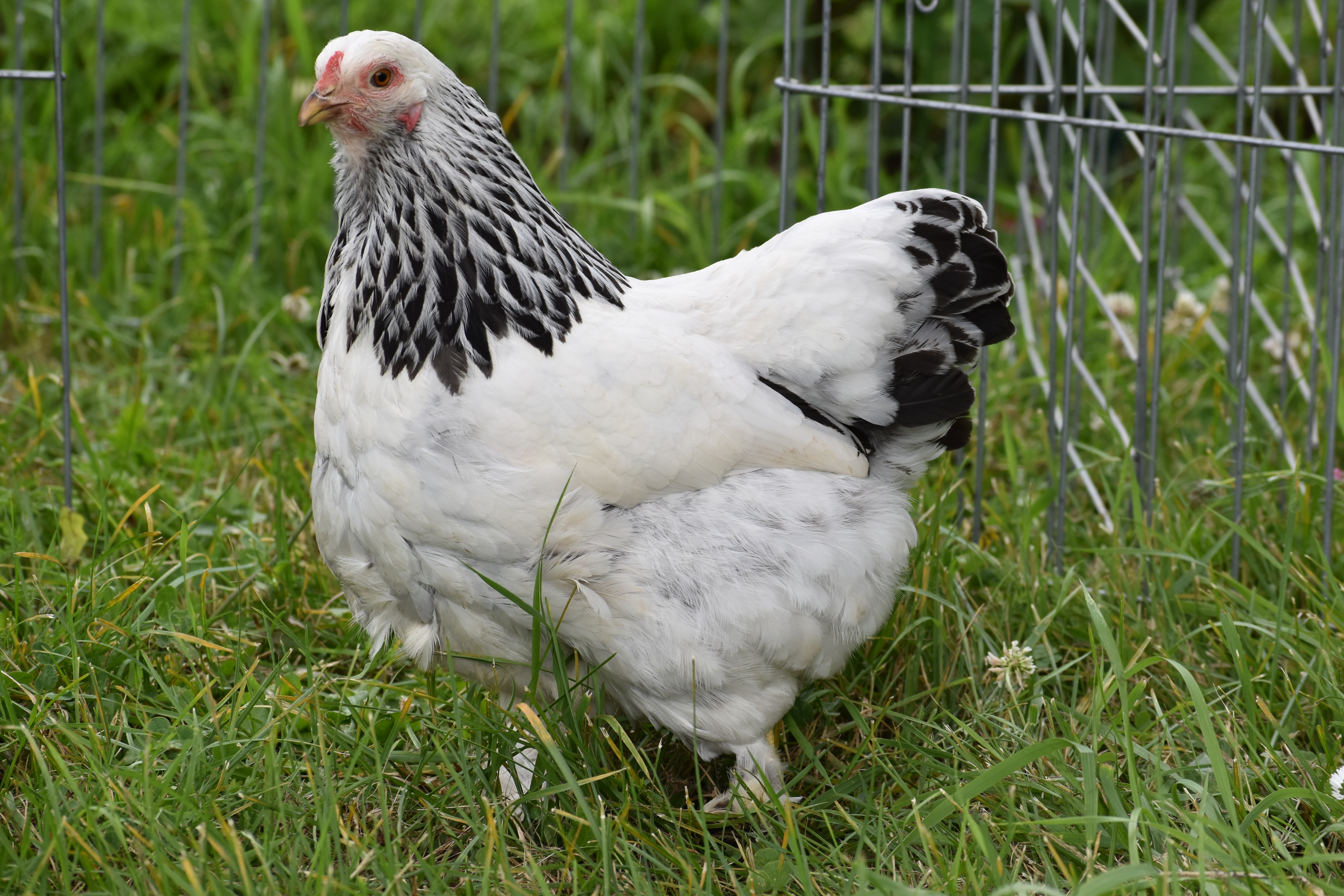 light brahma, bantam chickens, poultry pages
