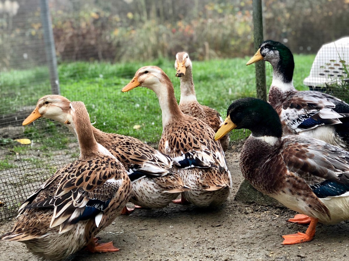 Silver Appleyard Duck