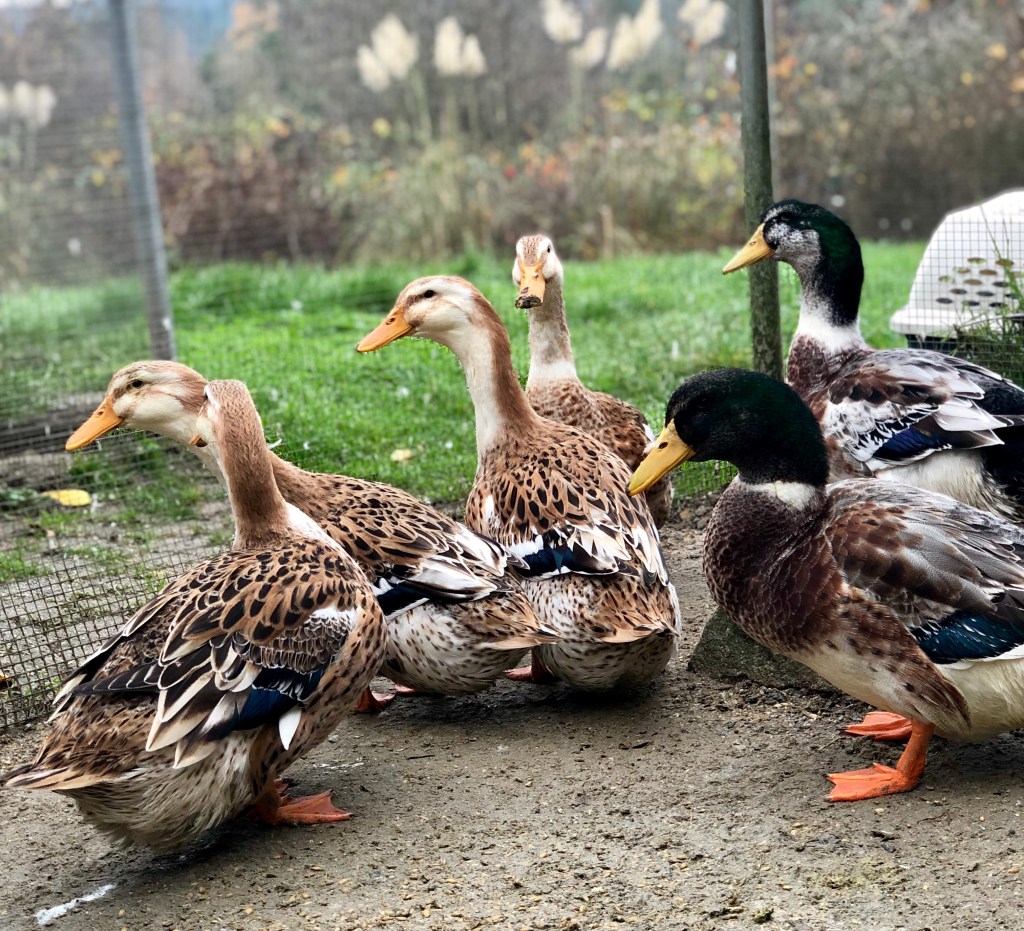 Silver Appleyard Duck