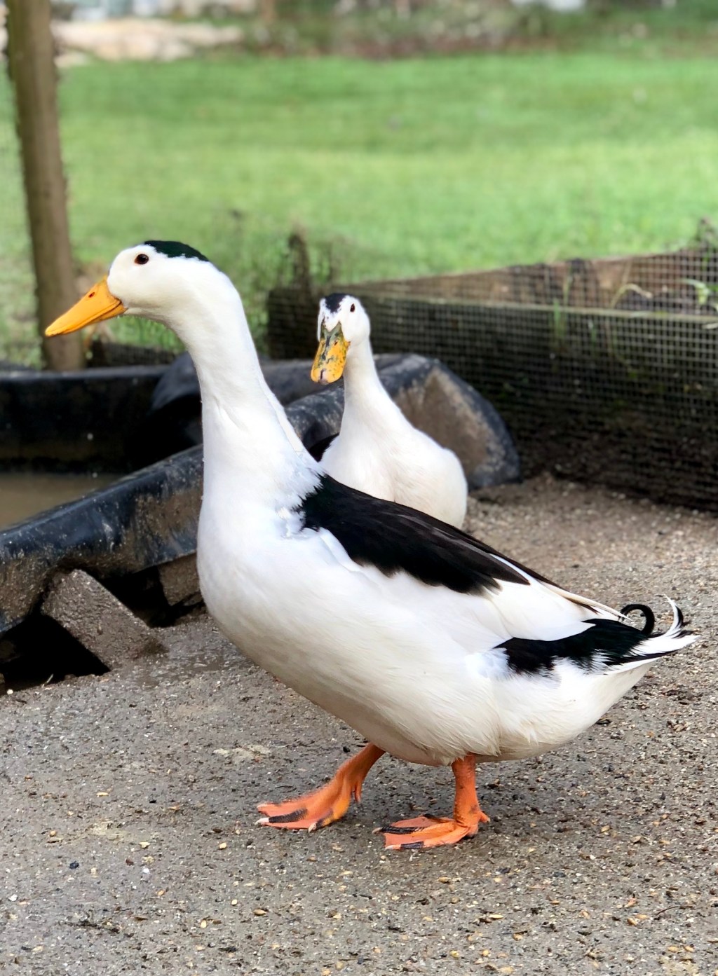 Magpie Ducks: Tips of&nbsp;Success