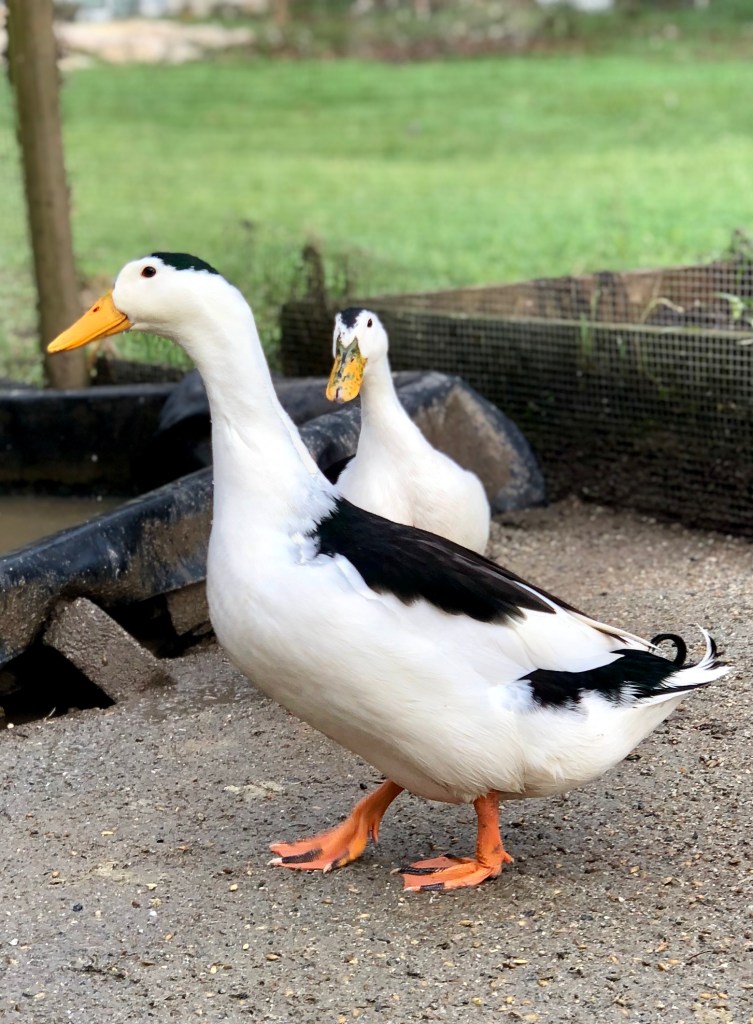magpie duck, waterfowl, poultry pages