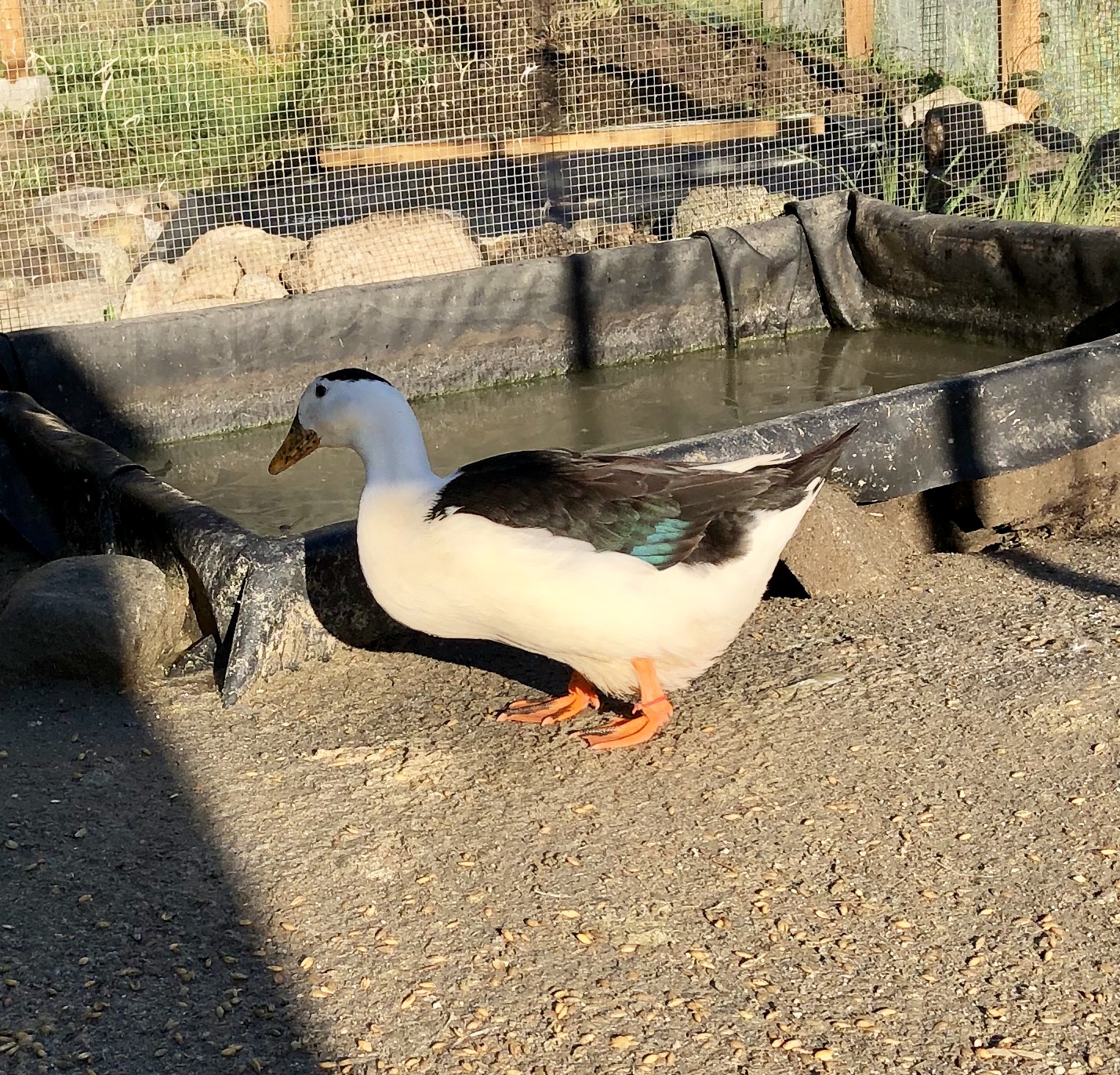 magpie duck, waterfowl, poultry pages