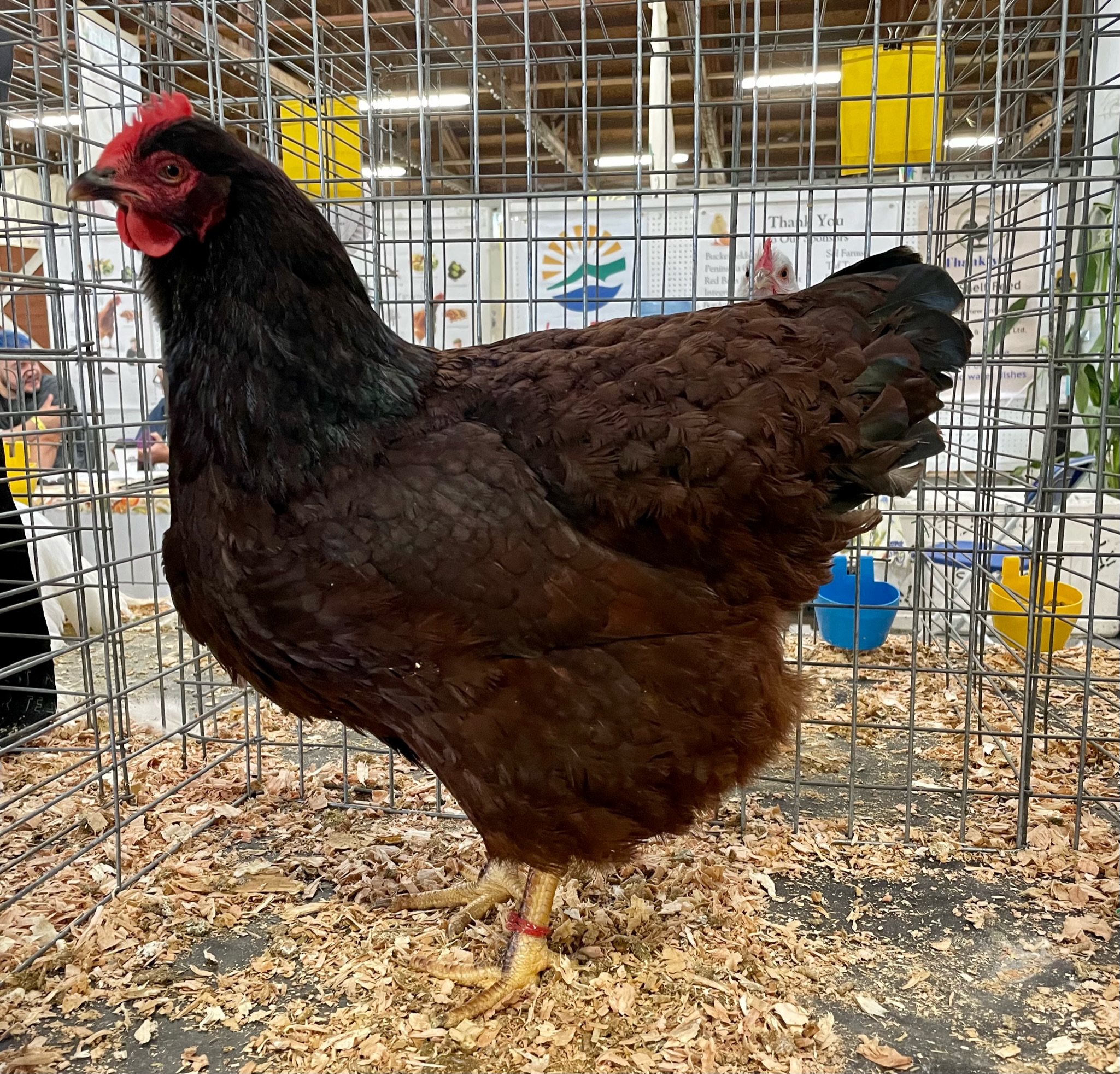 rhode island red, poultry pages, large fowl