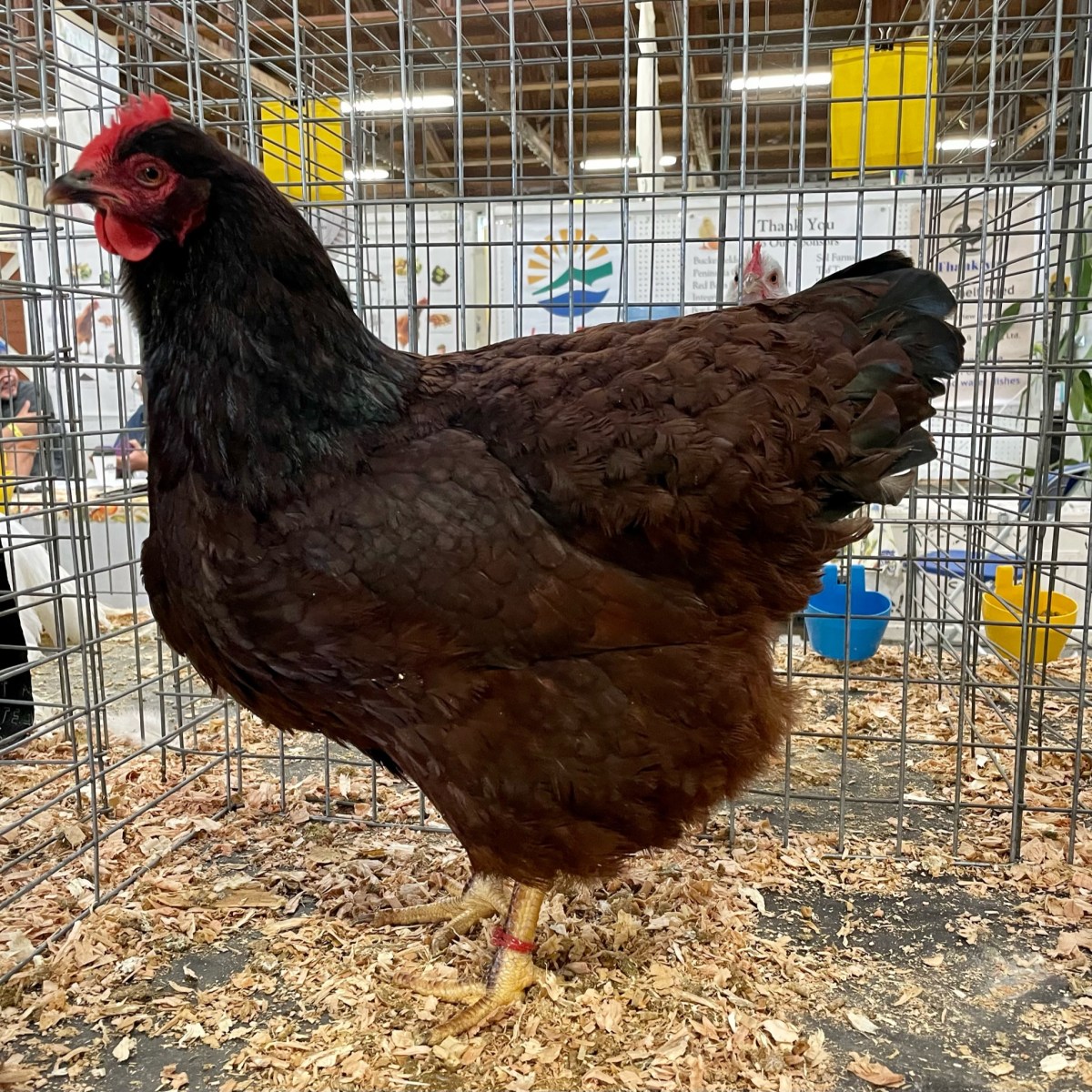 Rhode Island Red