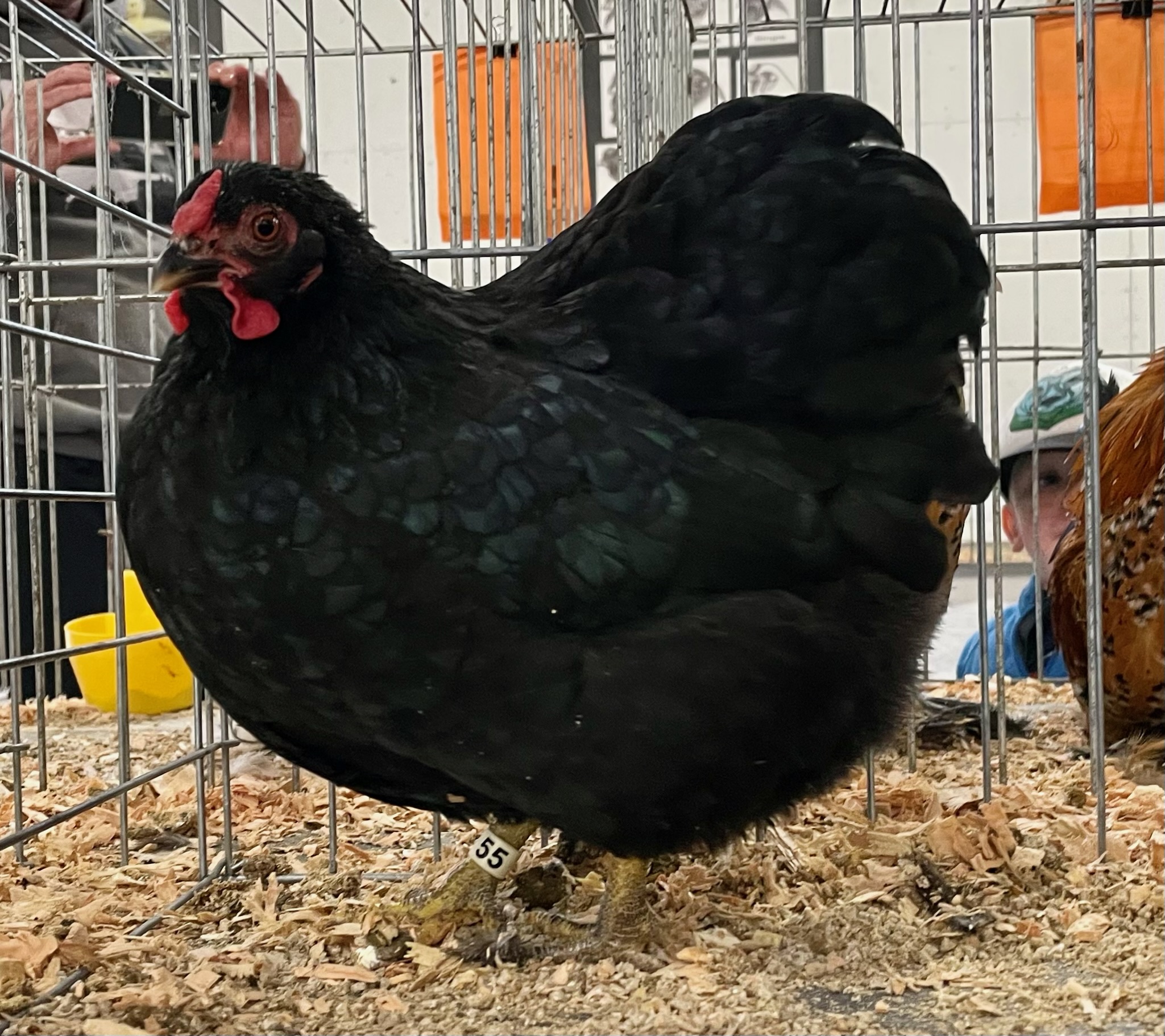bantam chicken, wyandotte, poultry pages