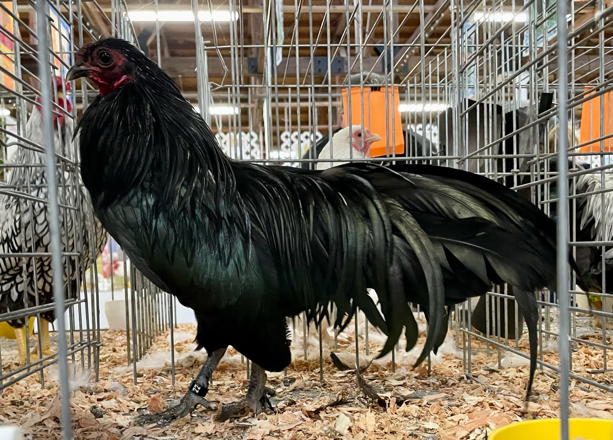 sumatra, bantam chicken, poultry pages