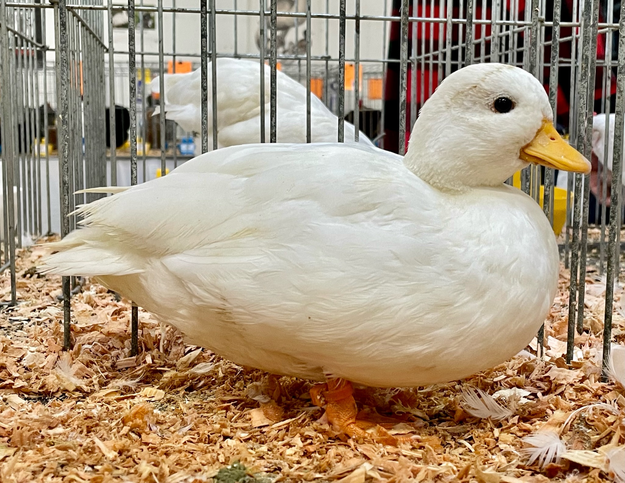 call duck, waterfowl, poultry pages, bantam duck