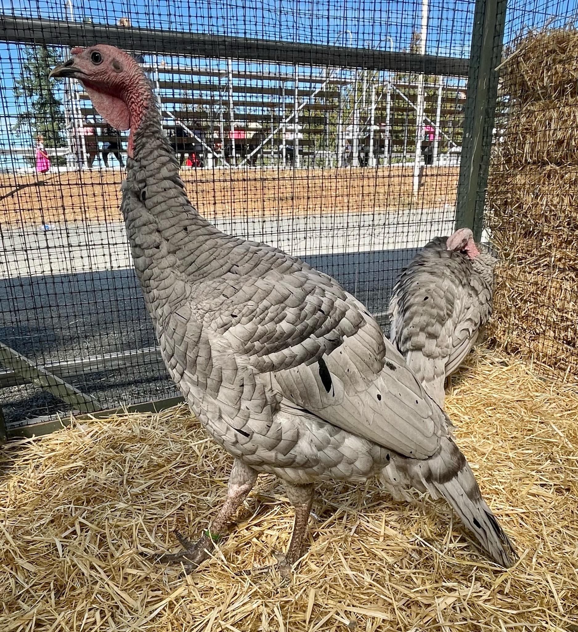 turkey, poultry pages