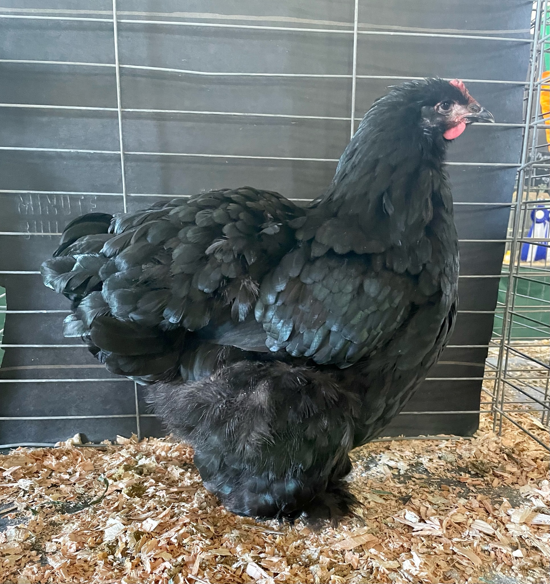 cochin, large fowl, poultry pages