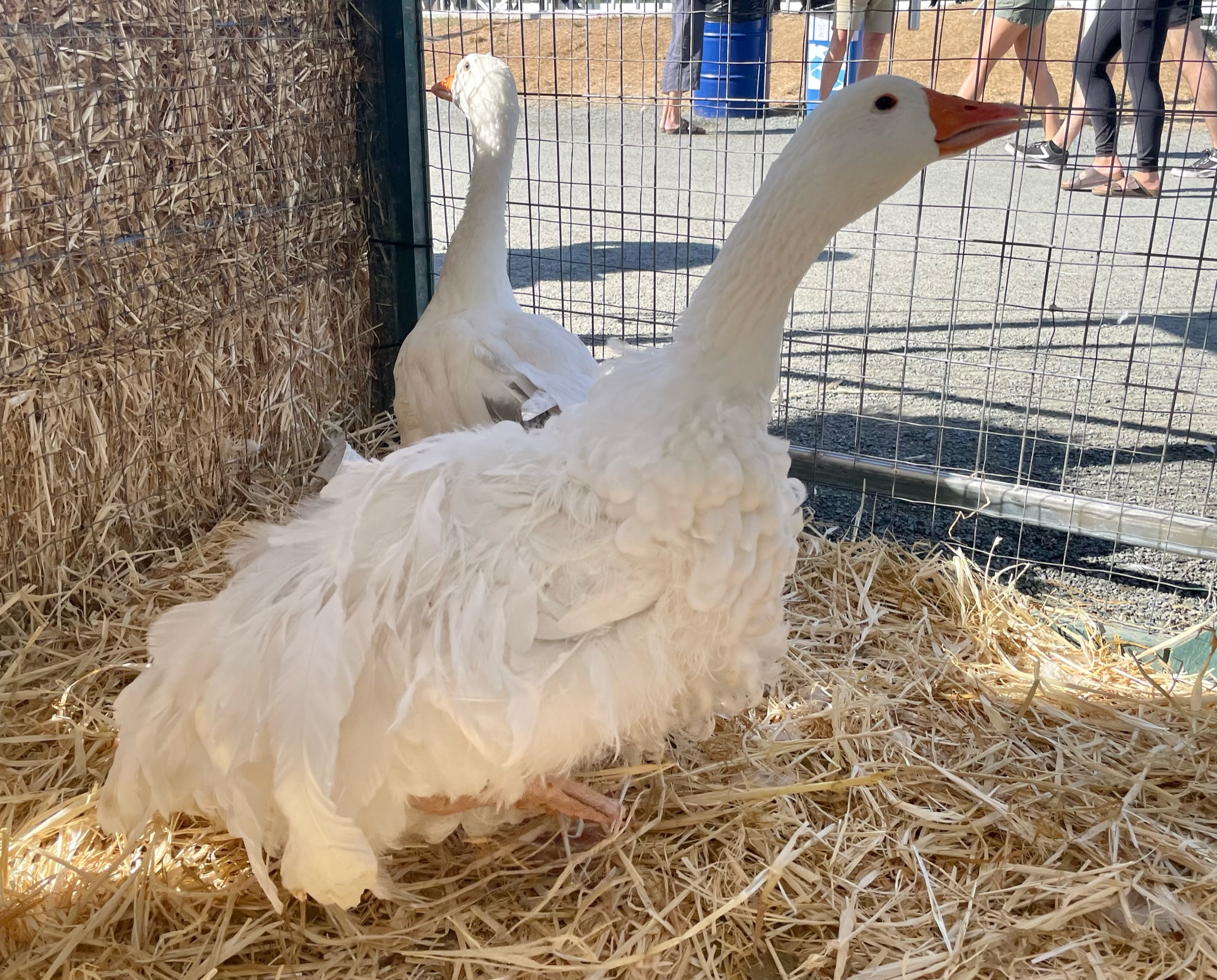 goose, sebastopol, poultry pages