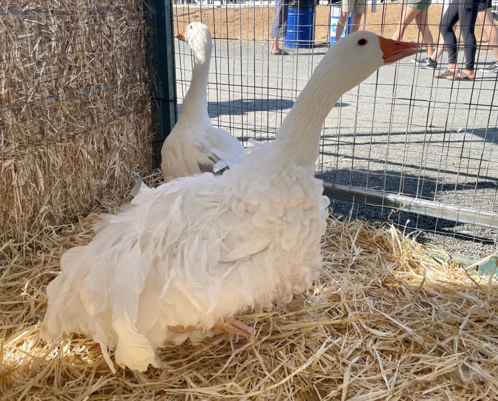 goose, sebastopol, poultry pages