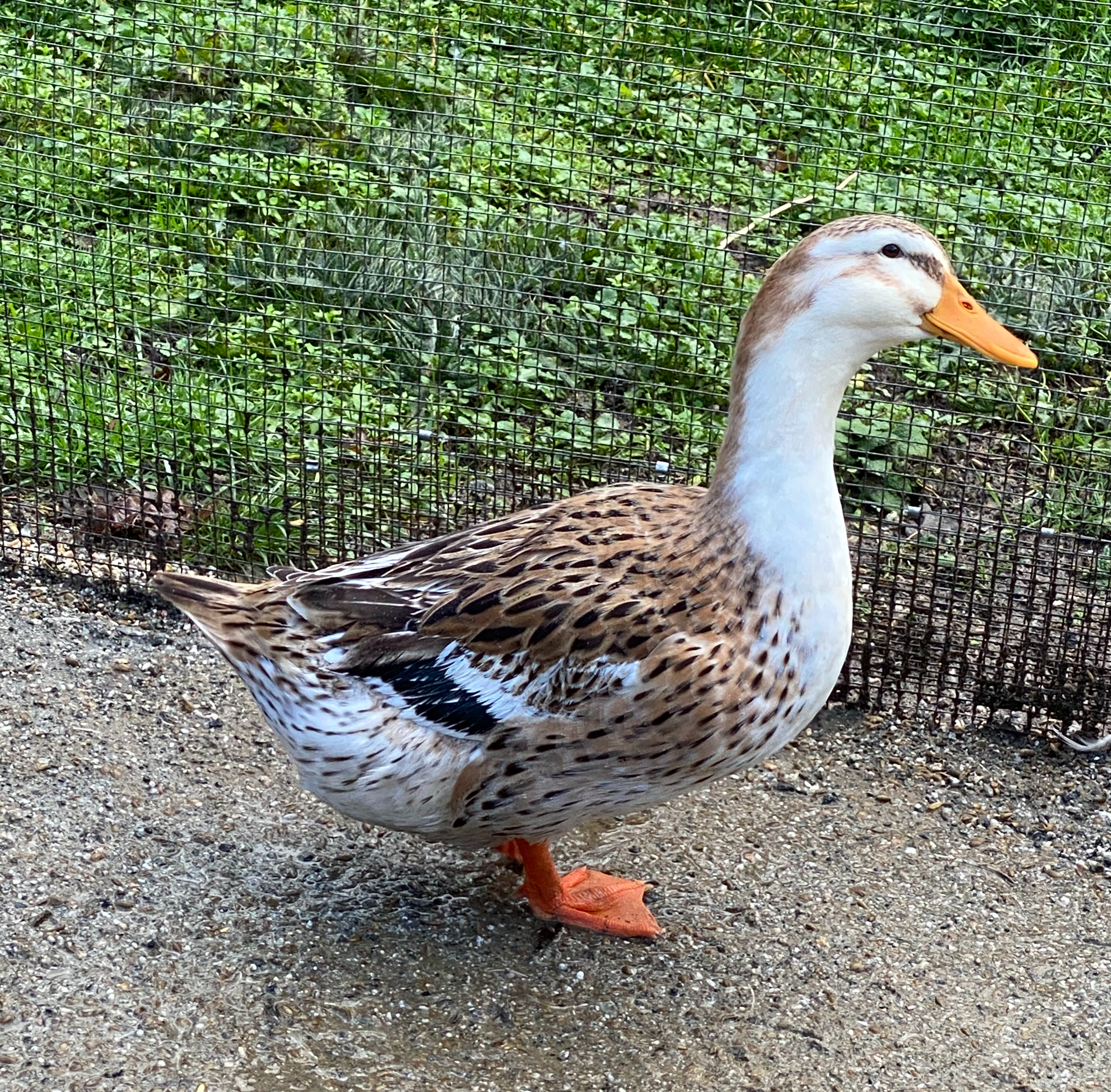 silver appleyard, poultry breeds, waterfowl