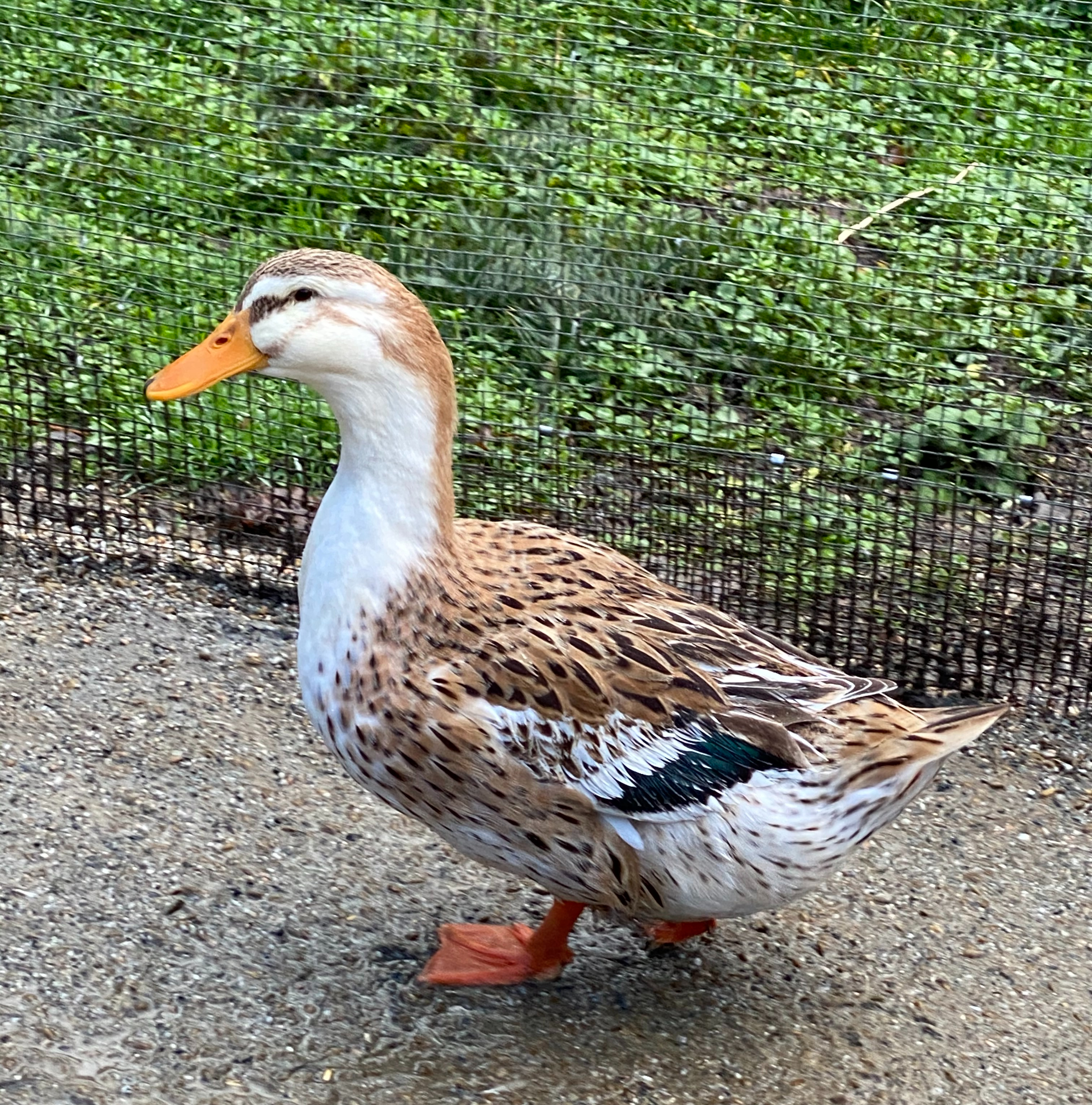 silver appleyard, poultry breeds, waterfowl
