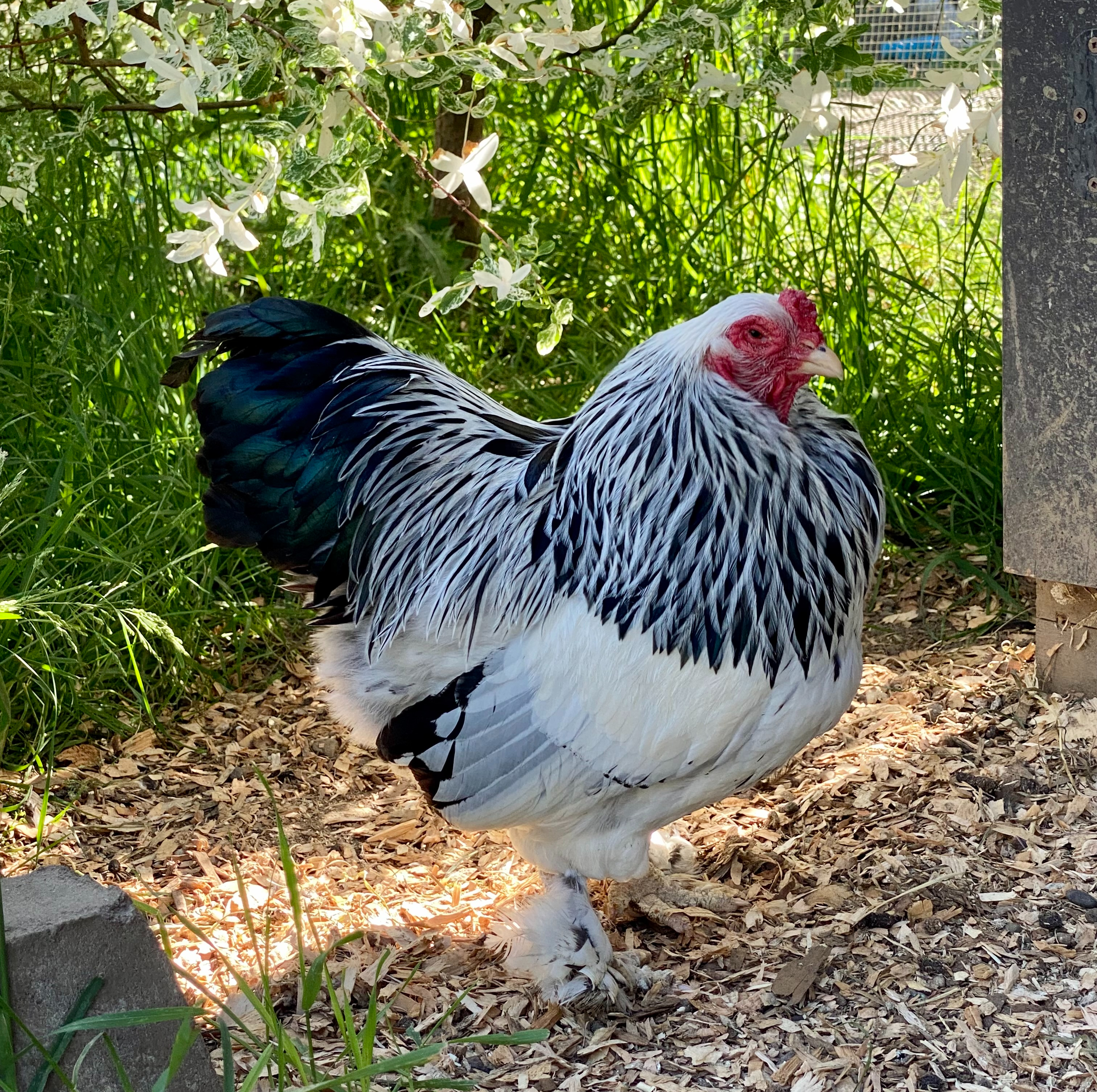 light brahma, bantam chickens, poultry pages