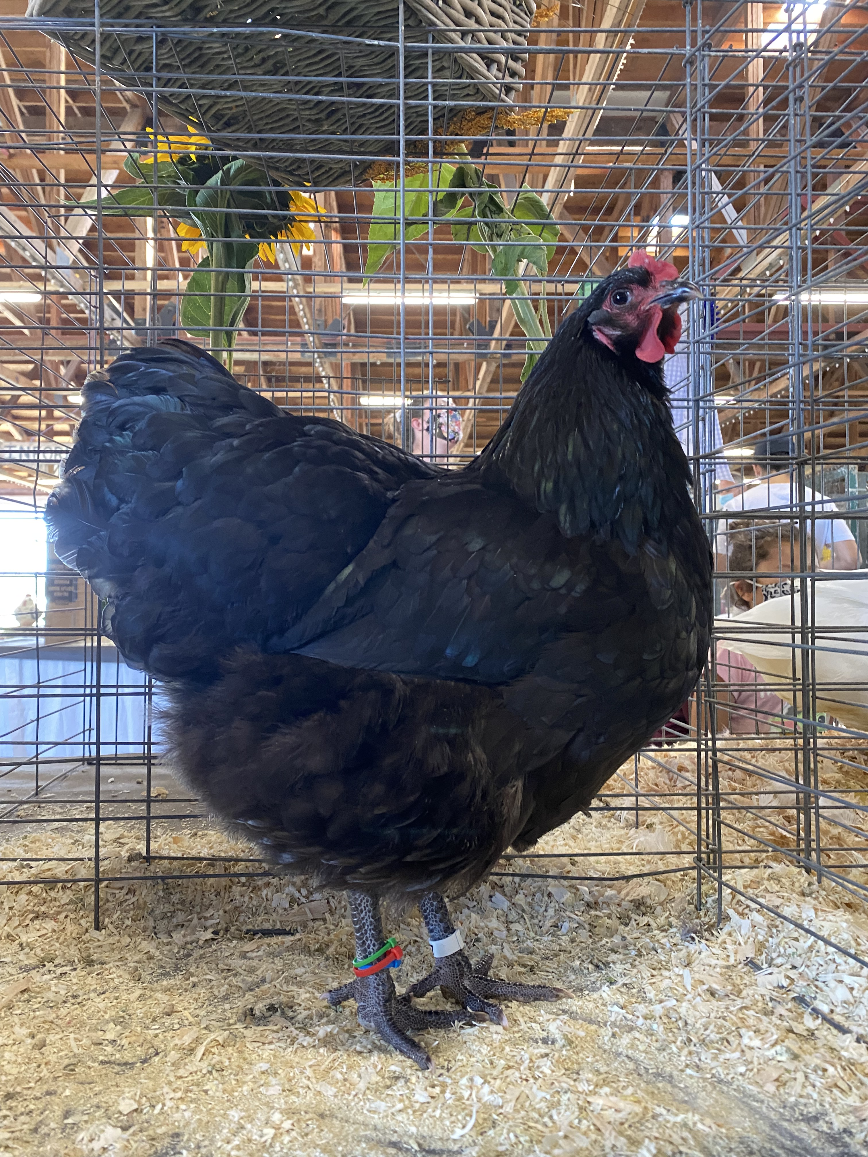 australorp, poultry pages, large fowl