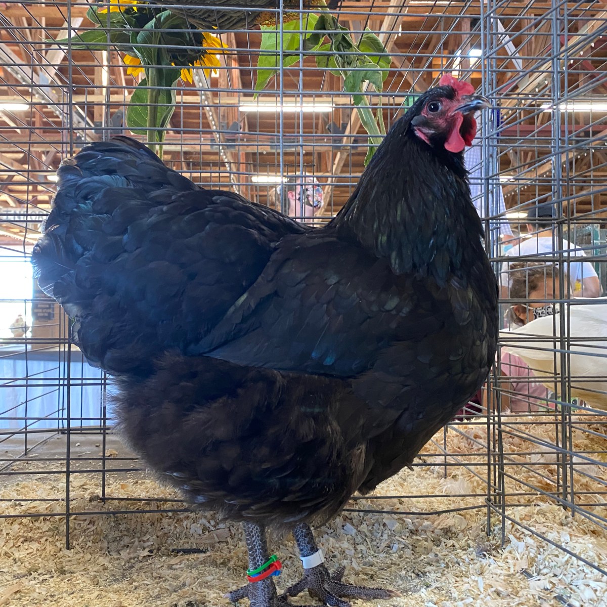 Australorp