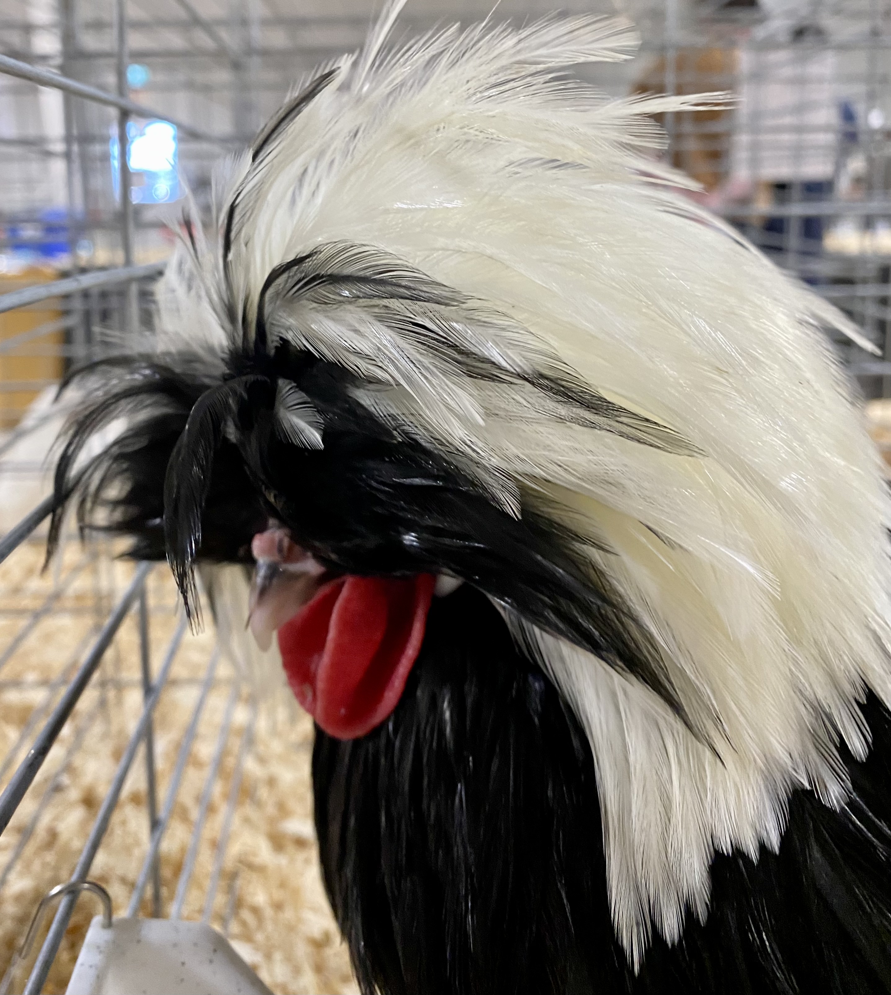 polish, poultry pages, bantam chicken