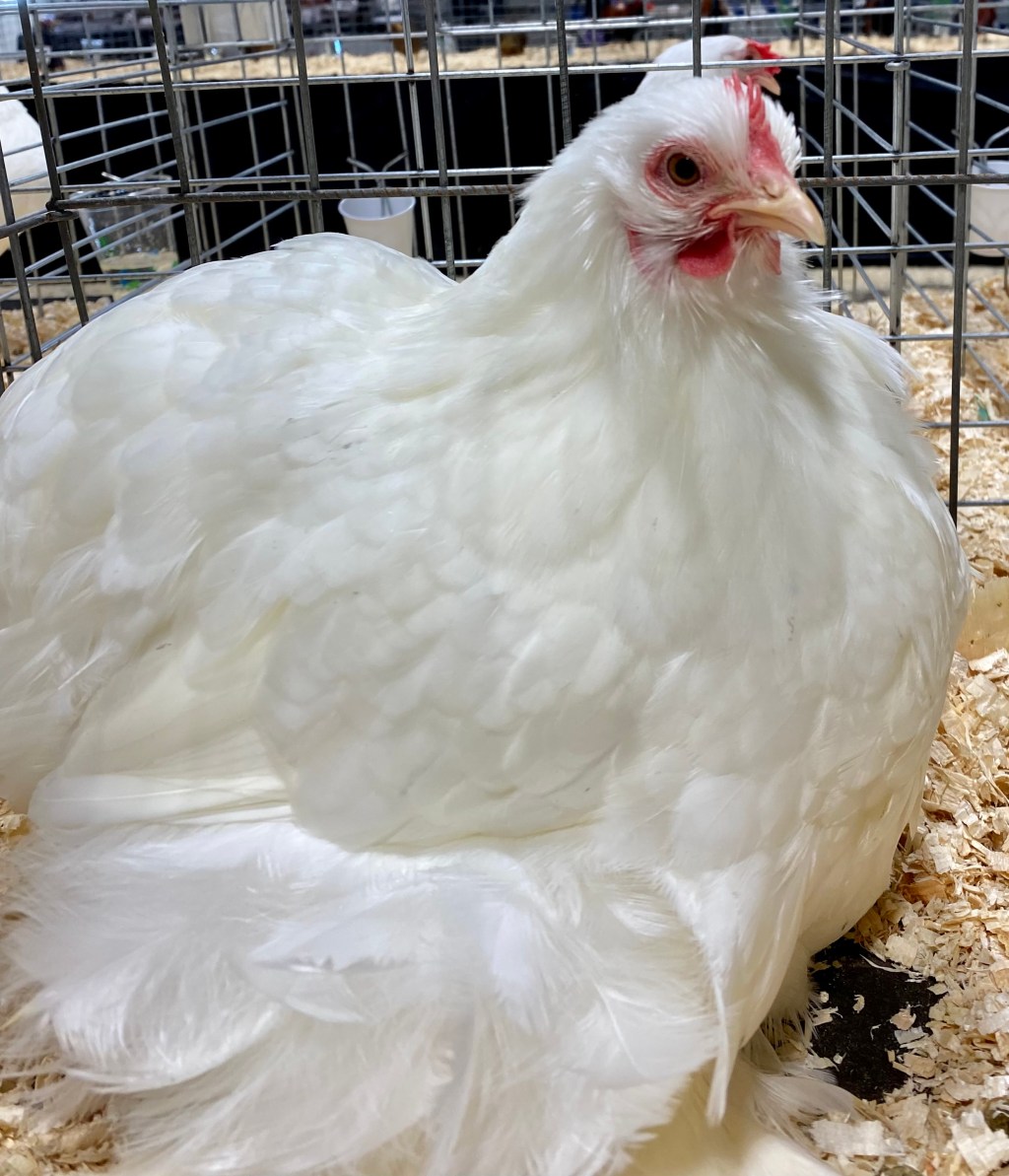 cochin, bantam chicken, poultry pages