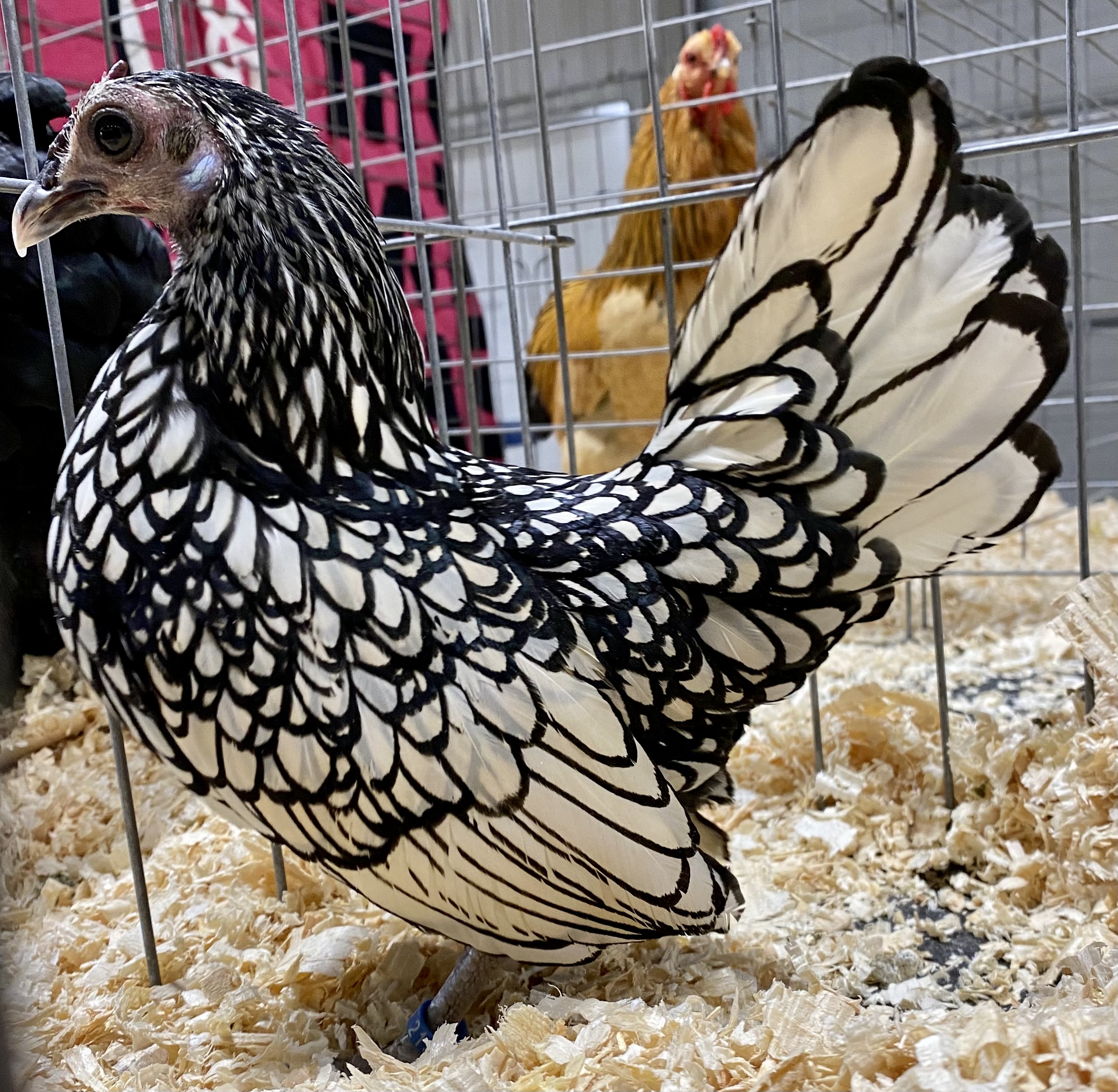 sebright, bantam chicken, poultry pages
