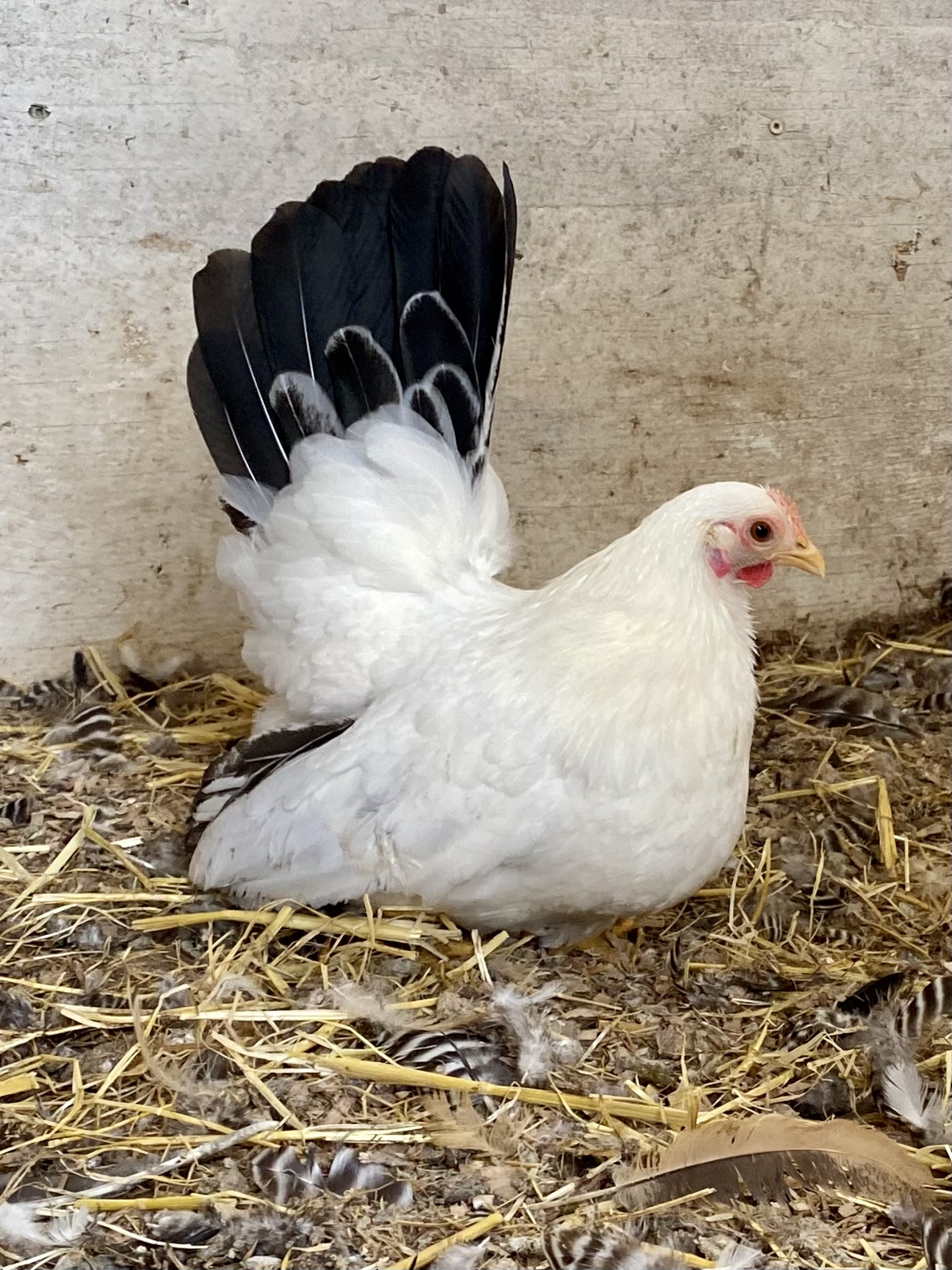 japanese, bantam chicken, poultry breeds