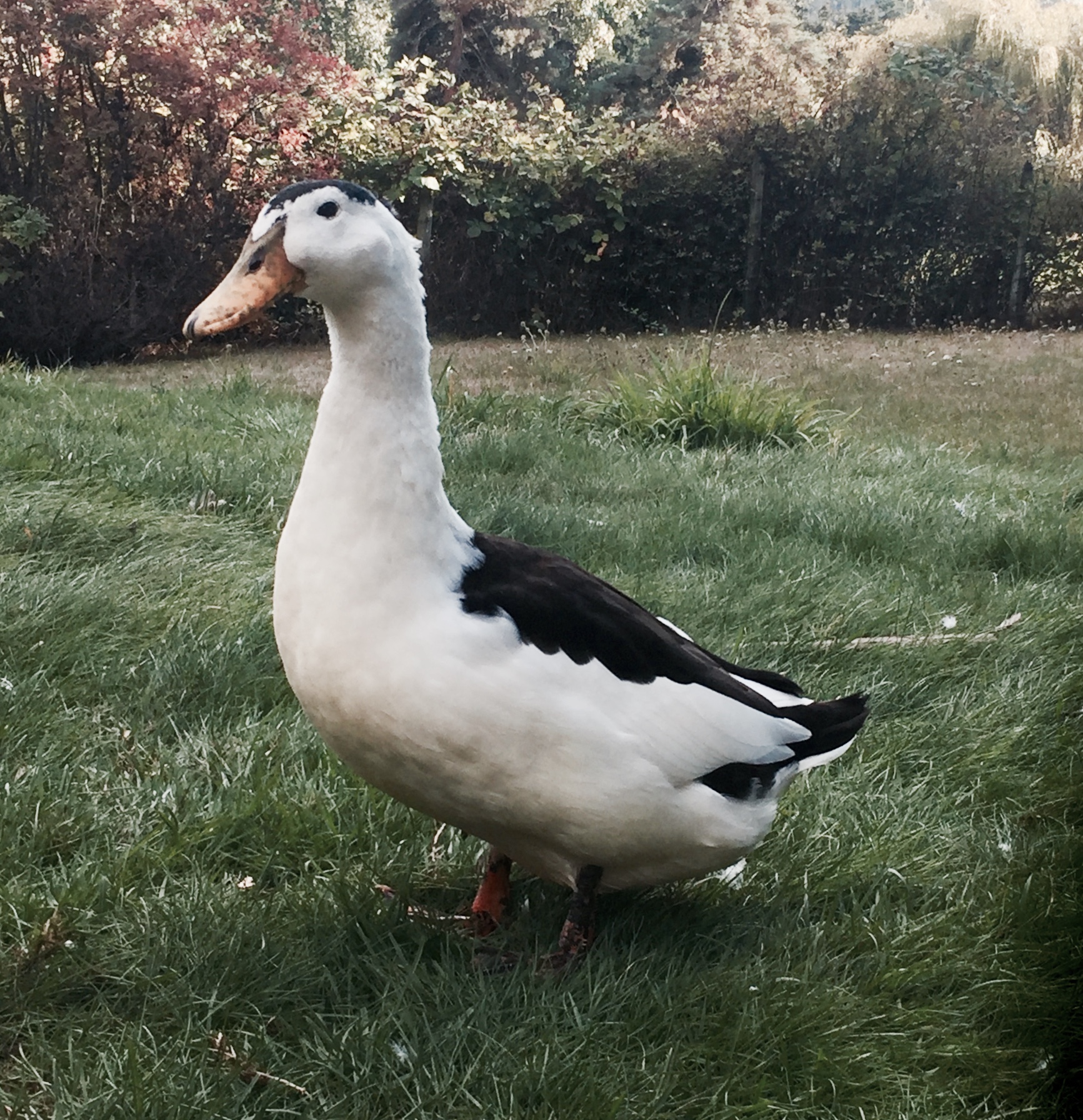 magpie, waterfowl, poultry pages