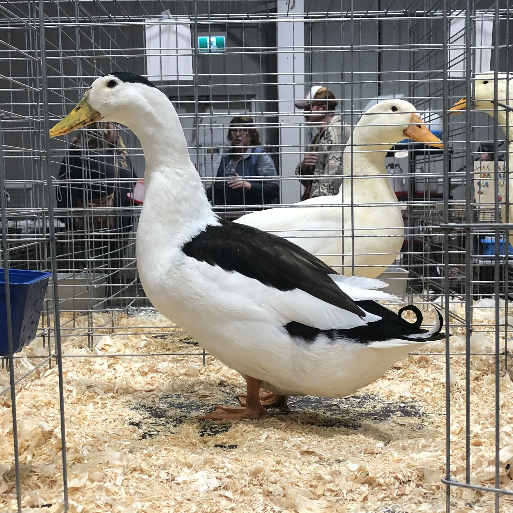 magpie duck, waterfowl, poultry pages