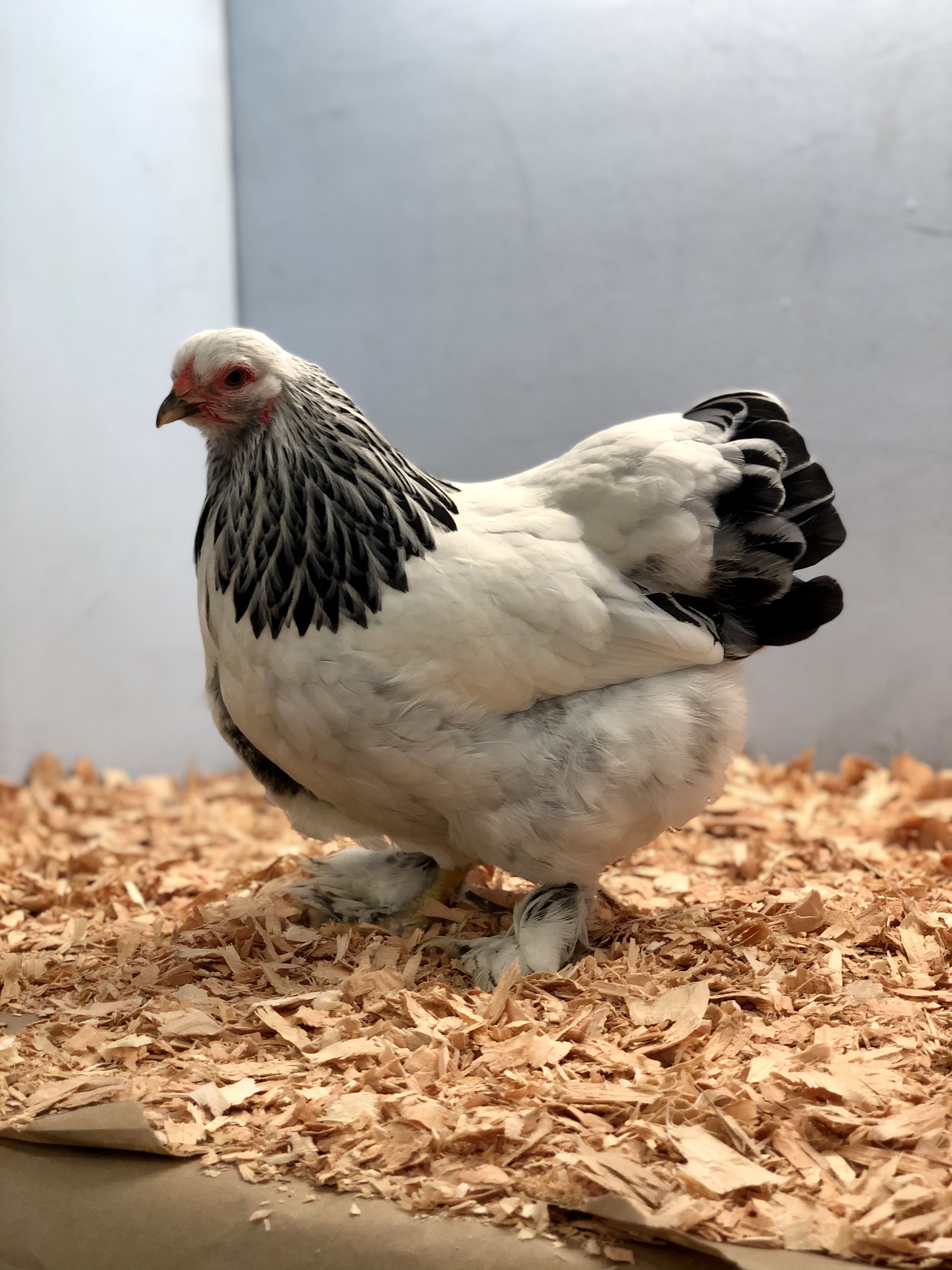 light brahma, bantam chickens, poultry pages