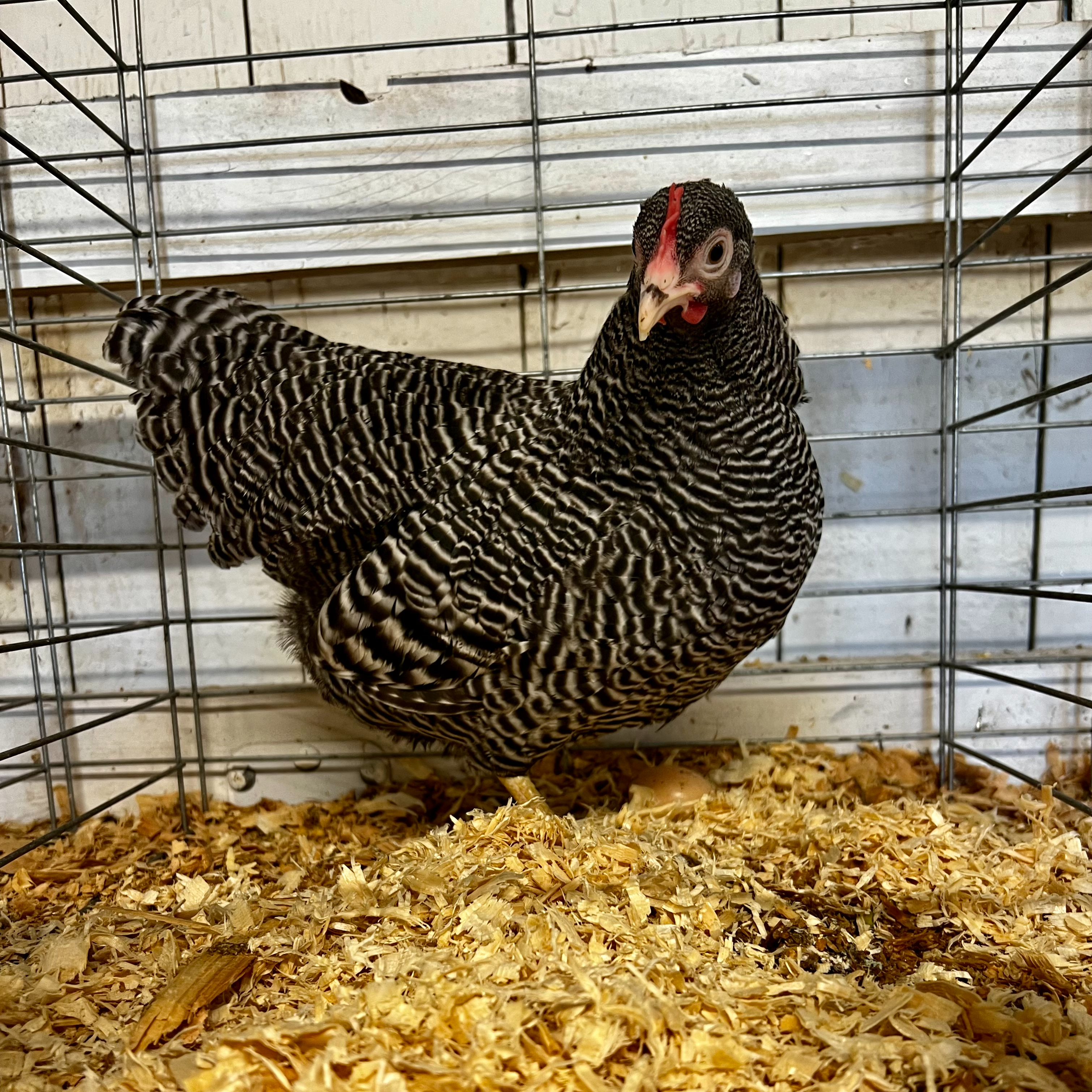 bantam chicken, plymouth rock, poultry pages
