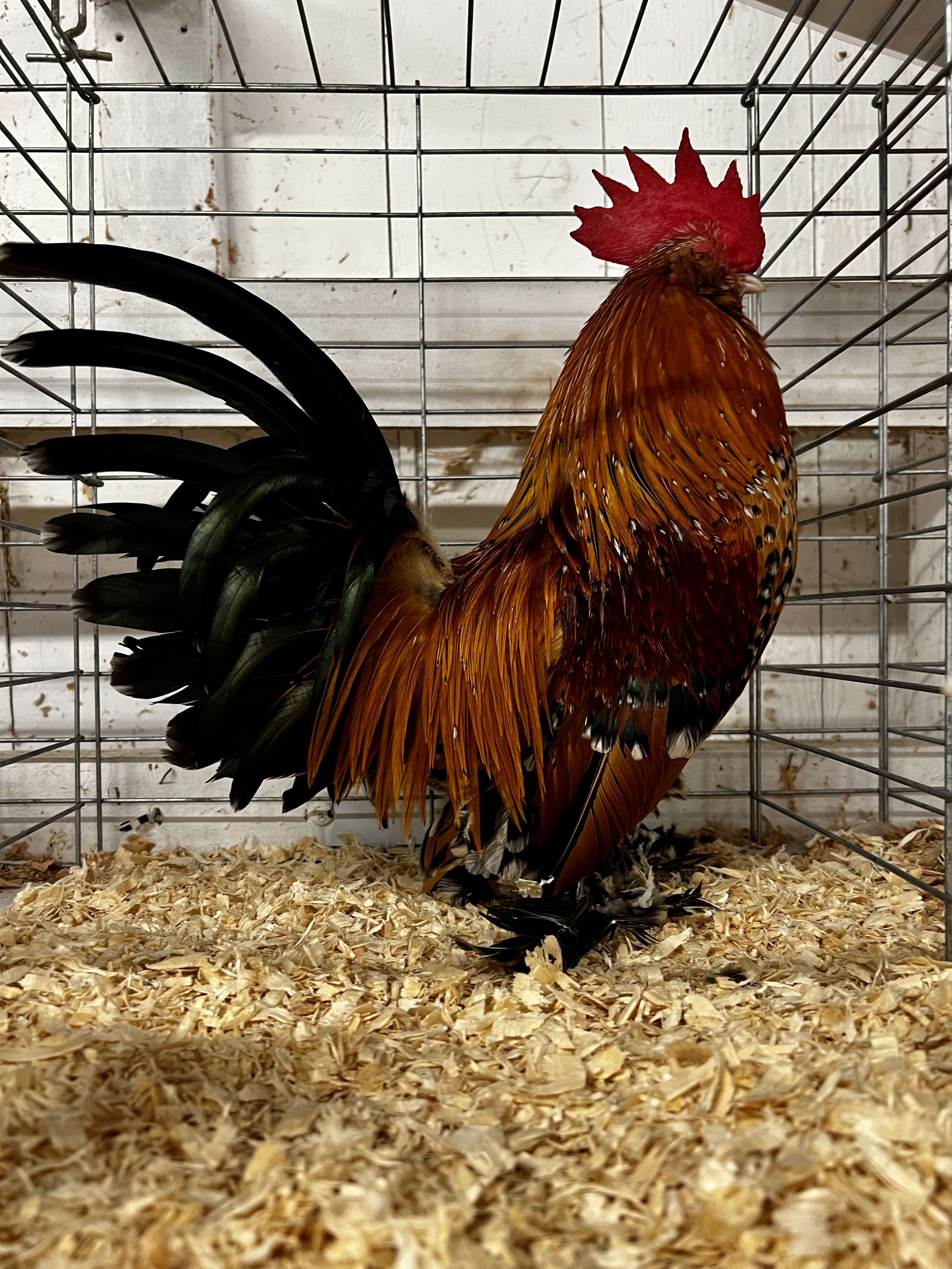 belgian bearded d'uccle, mille fleur, bantam chicken, poultry pages