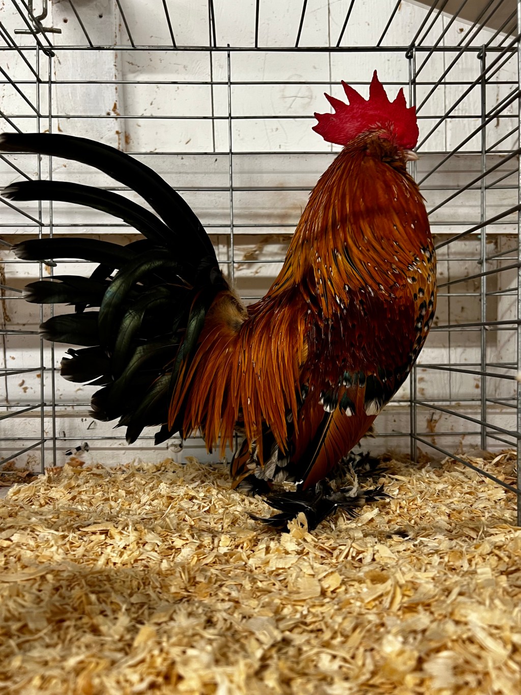 belgian bearded d'uccle, mille fleur, bantam chicken, poultry pages