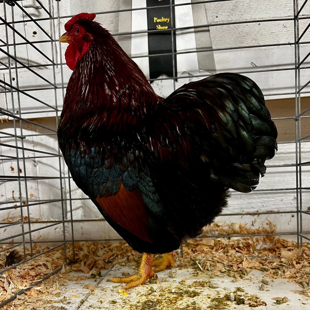 bantam chicken, wyandotte, poultry pages