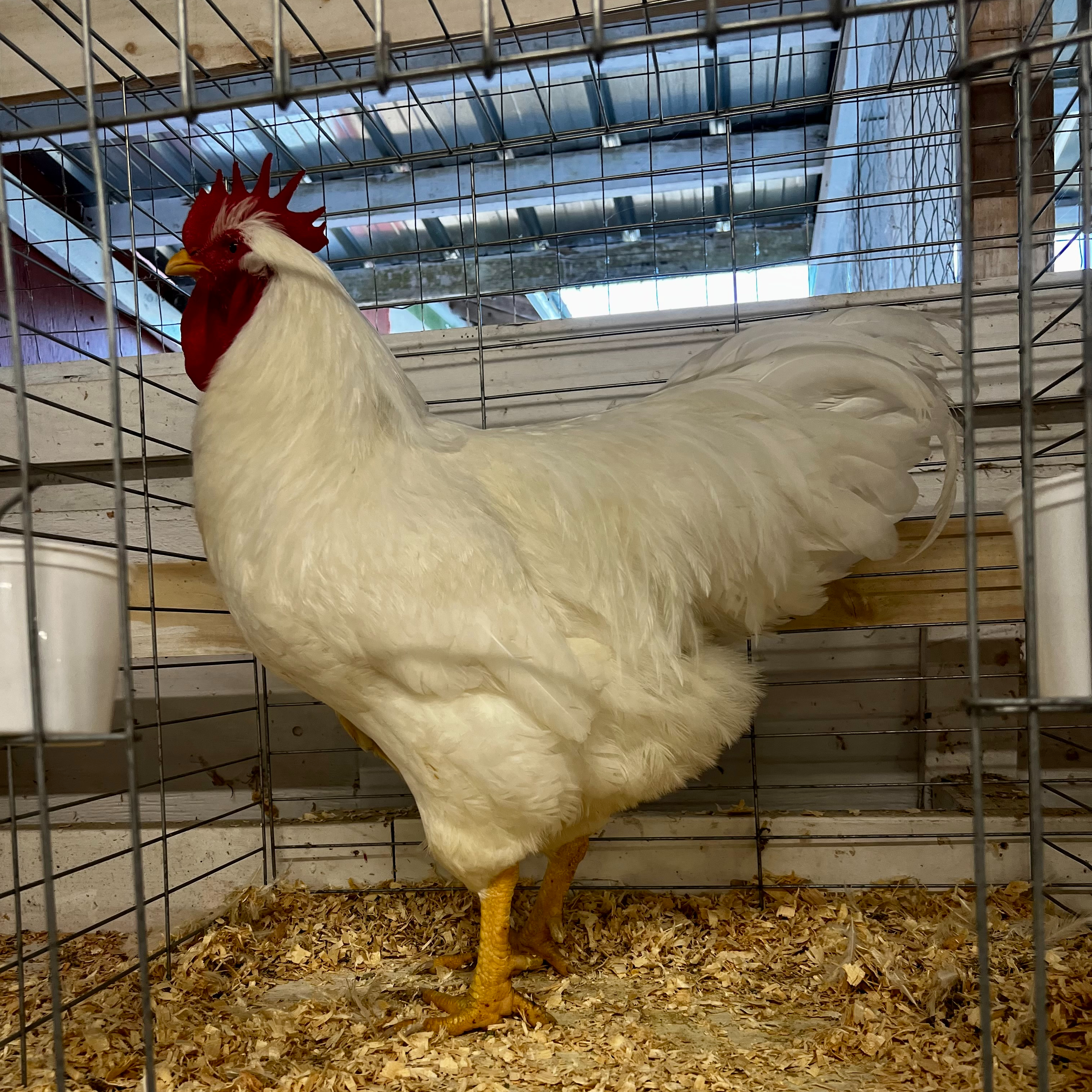 large fowl, plymouth rock, poultry pages