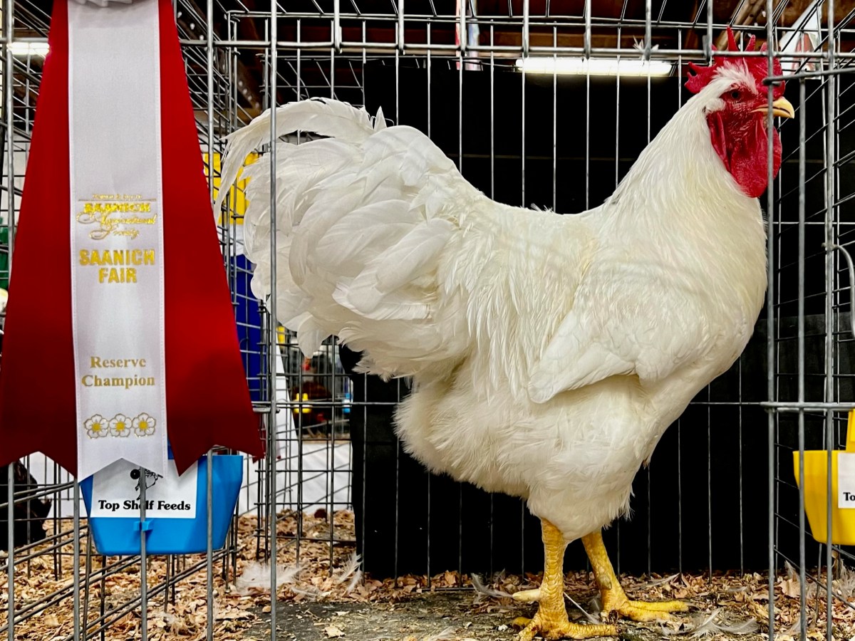 Exhibition poultry, why should I&nbsp;care?