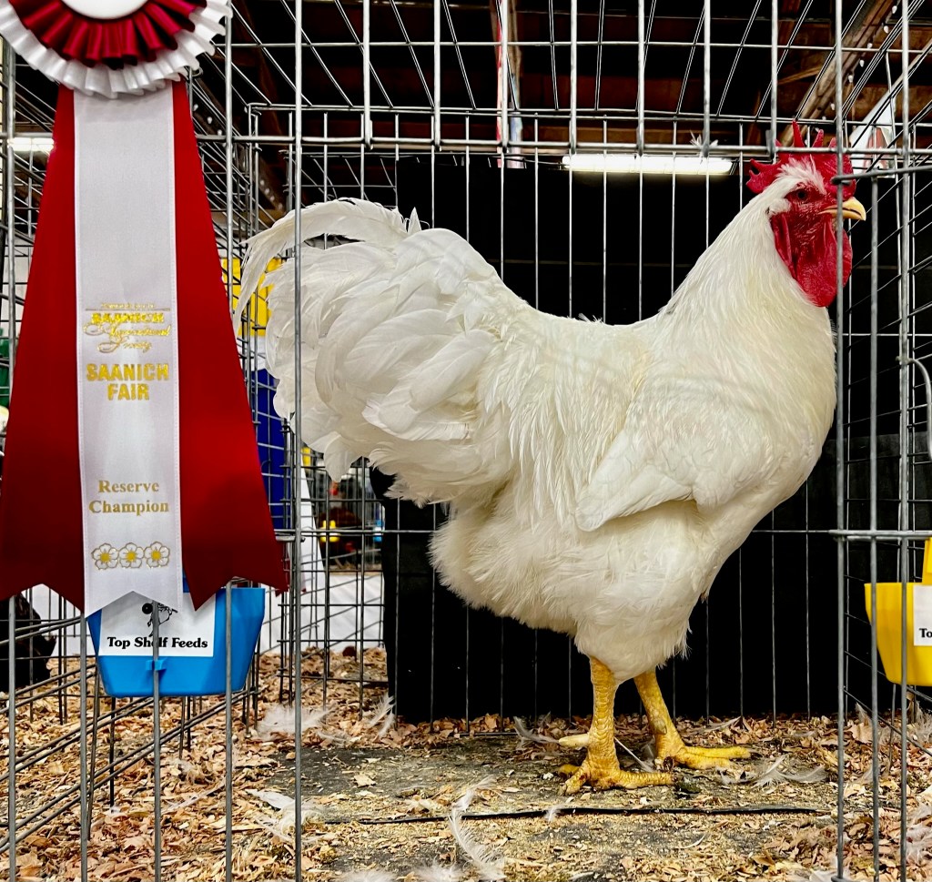 Exhibition poultry, why should I&nbsp;care?
