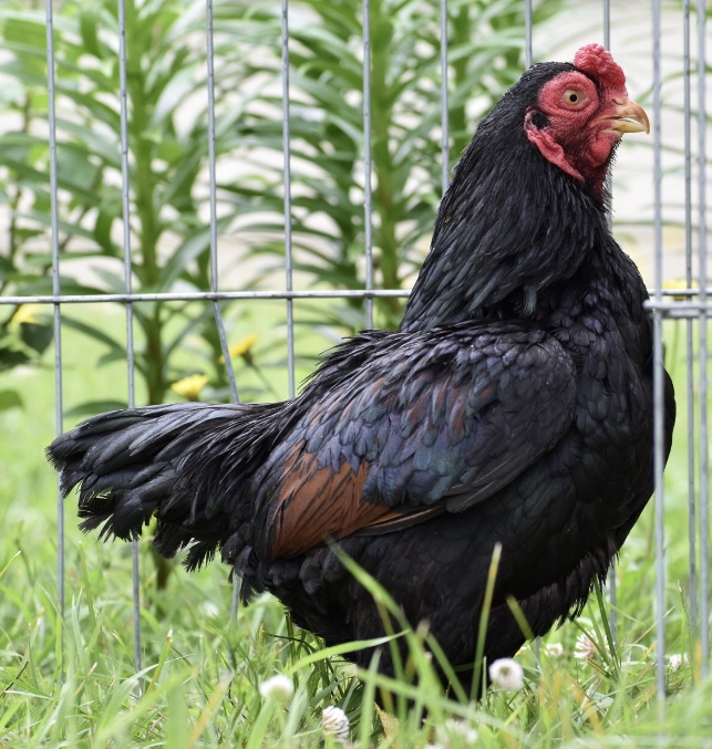 cornish, bantam chicken, poultry pages