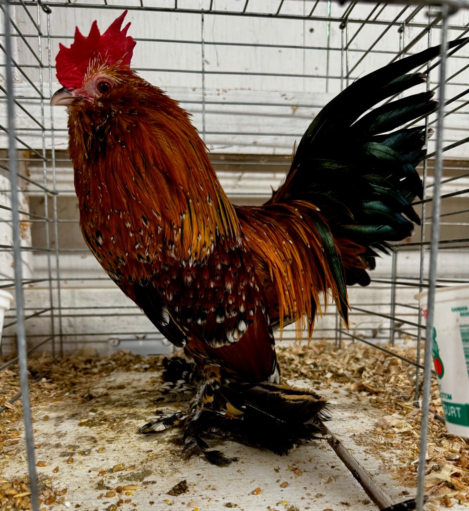 belgian bearded d'uccle, mille fleur, bantam chicken, poultry pages