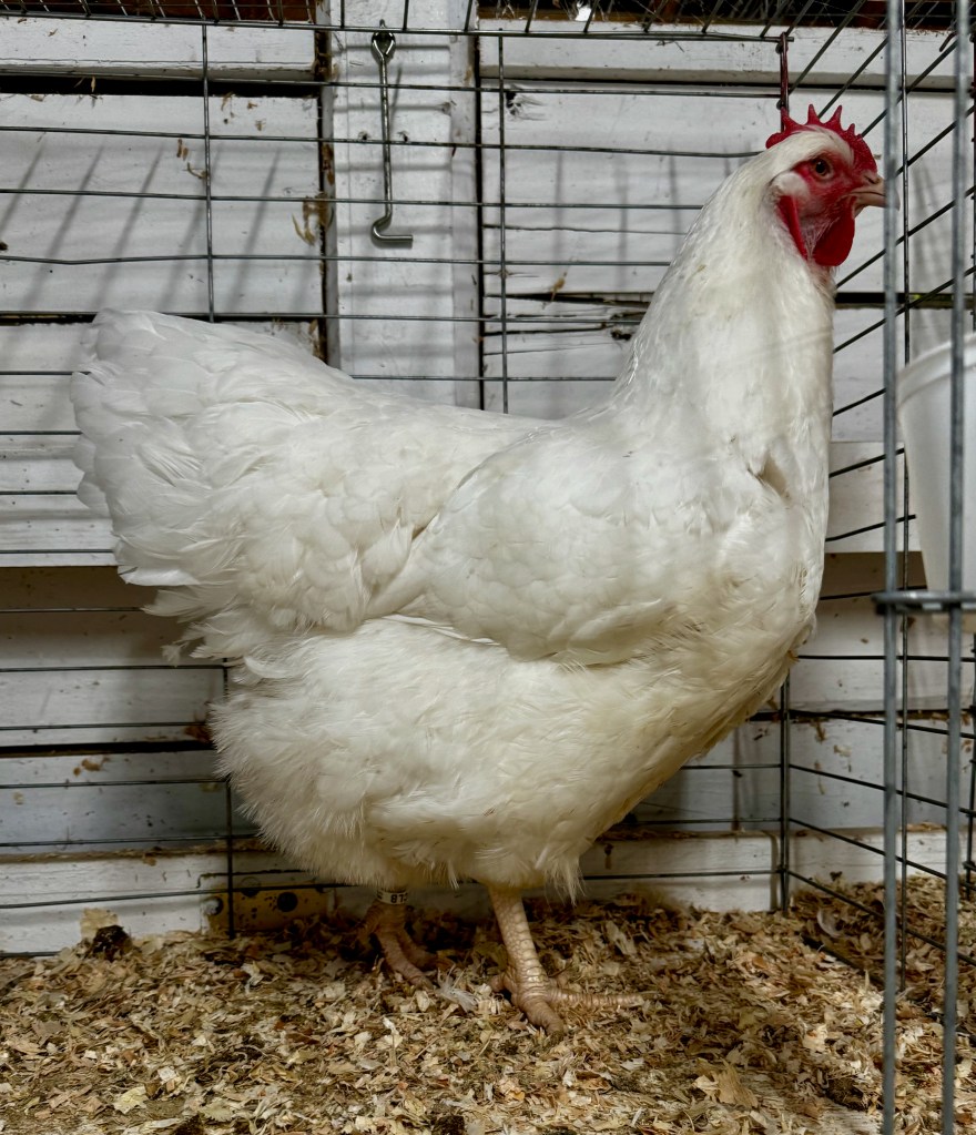 large fowl, plymouth rock, poultry pages