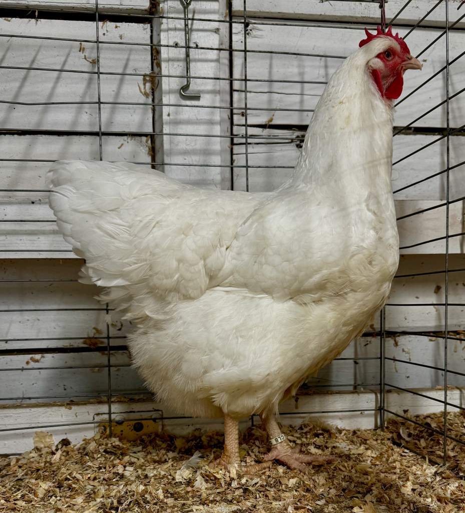 large fowl, plymouth rock, poultry pages