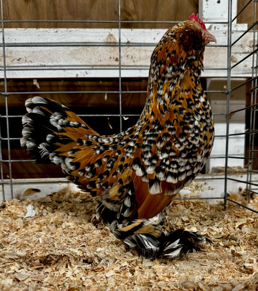 belgian bearded d'uccle, mille fleur, bantam chicken, poultry pages