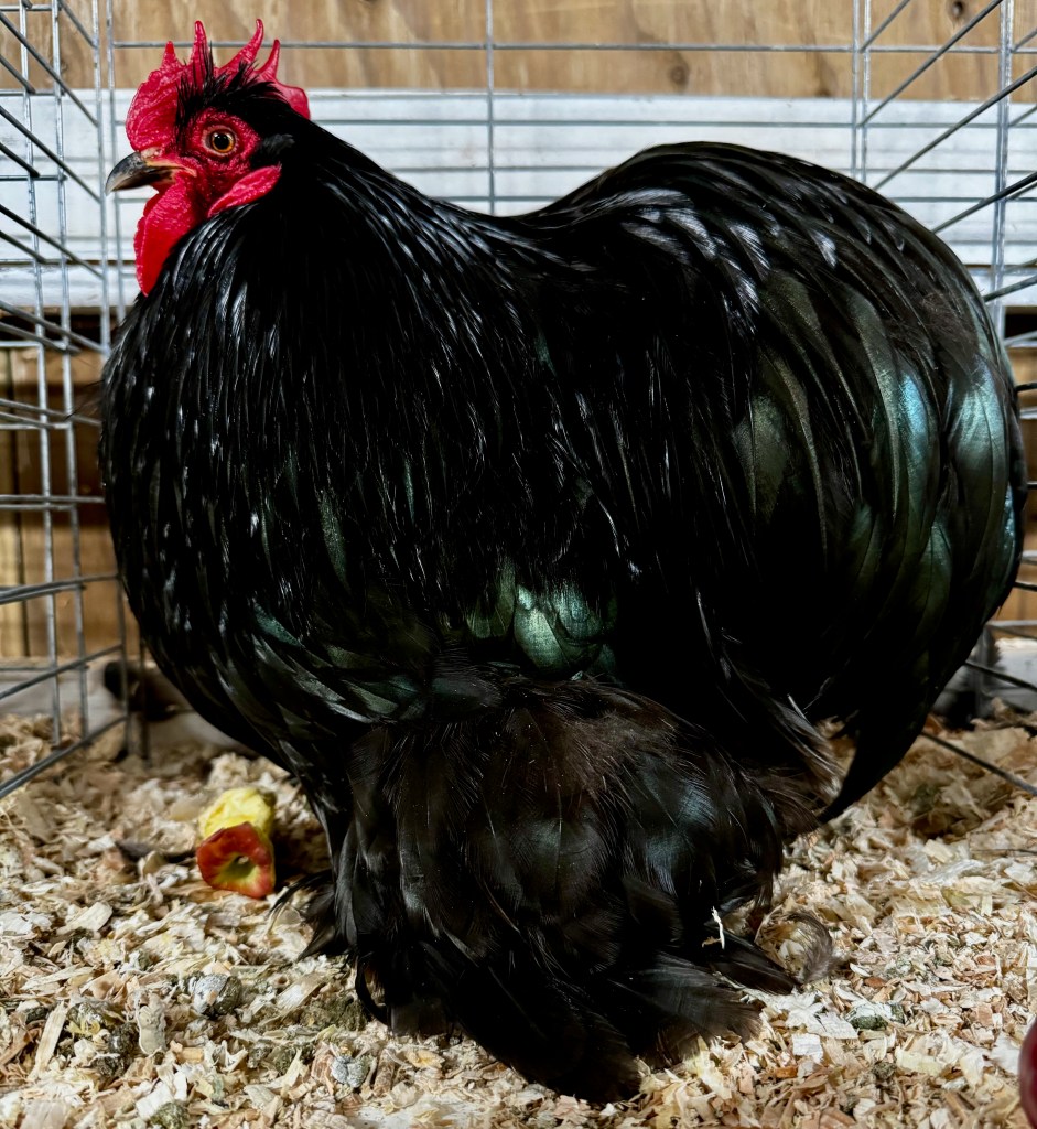 cochin, bantam chicken, poultry pages