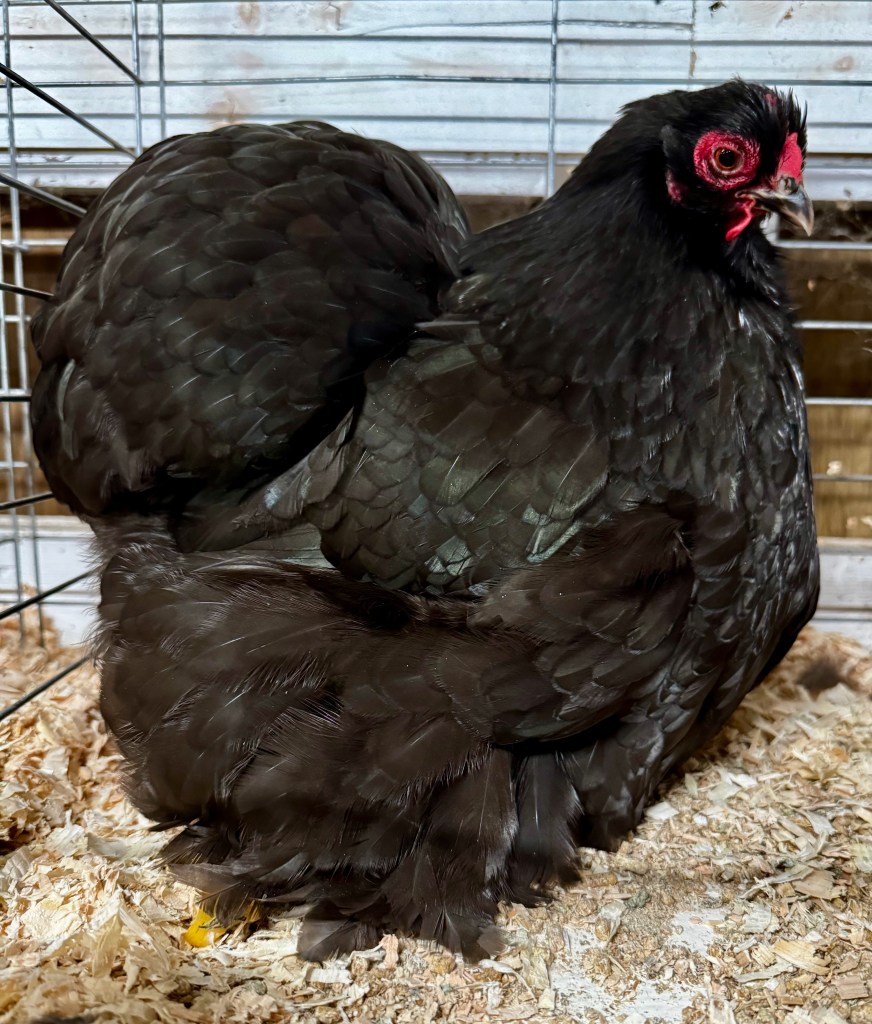 cochin, bantam chicken, poultry pages