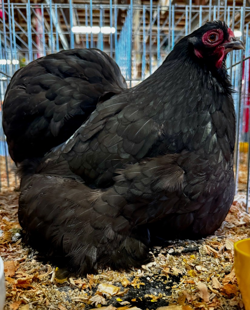 cochin, bantam chicken, poultry pages