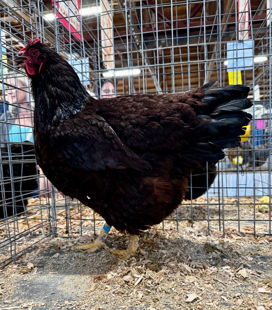 rhode island red, large fowl chicken, poultry pages