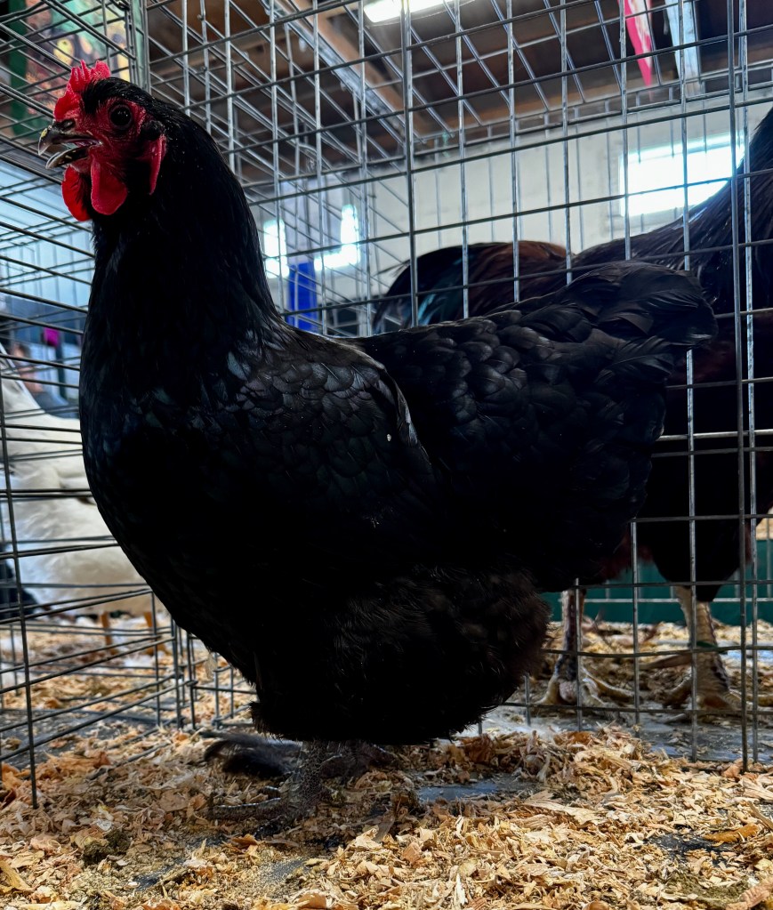 australorp, large fowl chicken, poultry pages