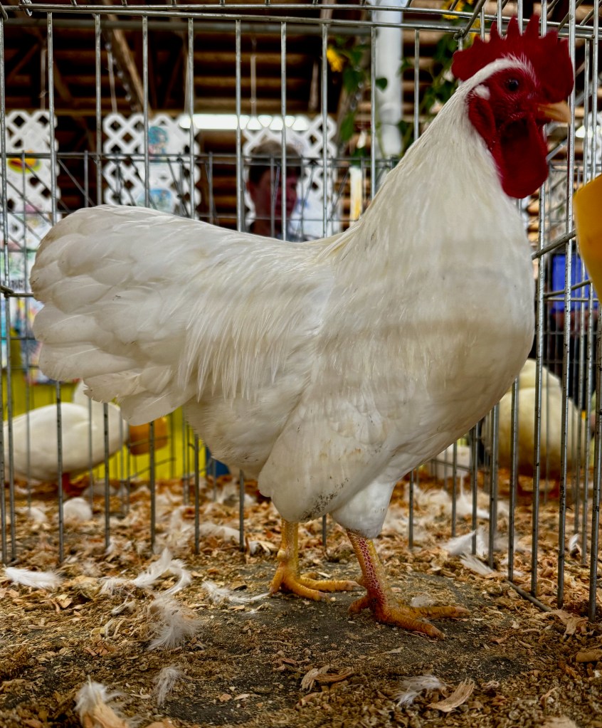 plymouth rock, bantam chicken, poultry pages