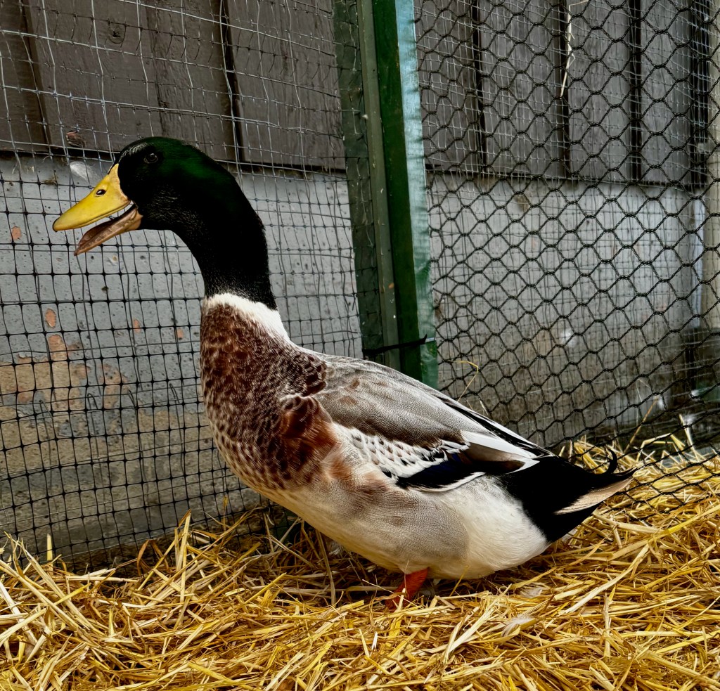 silver appleyard, waterfowl, poultry pages