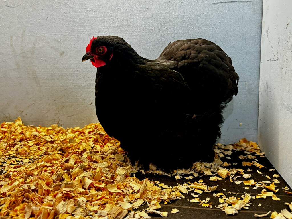 cochin, bantam chicken, poultry pages